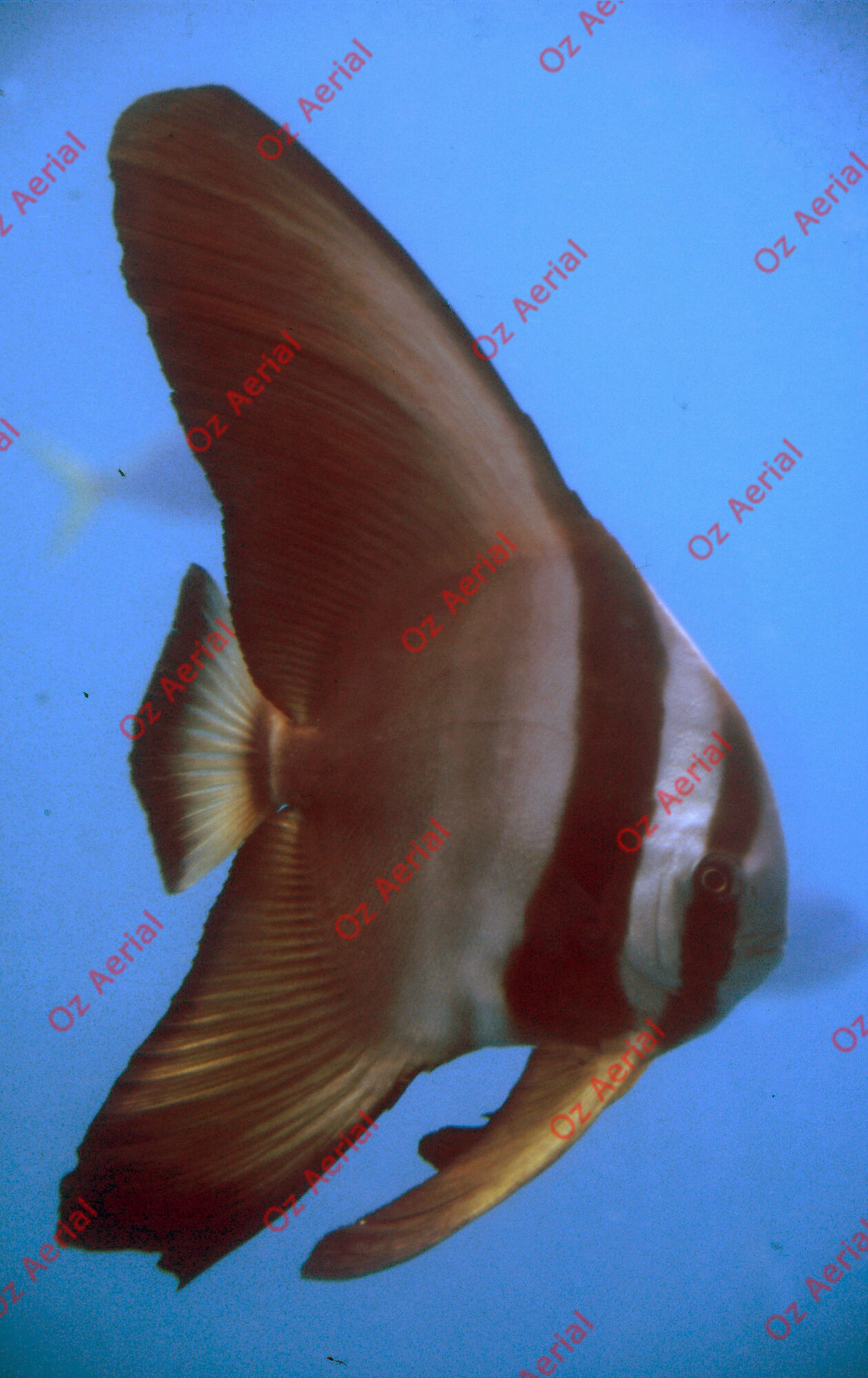 Something Fishy&nbsp;&nbsp;–&nbsp;&nbsp;6095ecd0b8bf9_j37.jpg