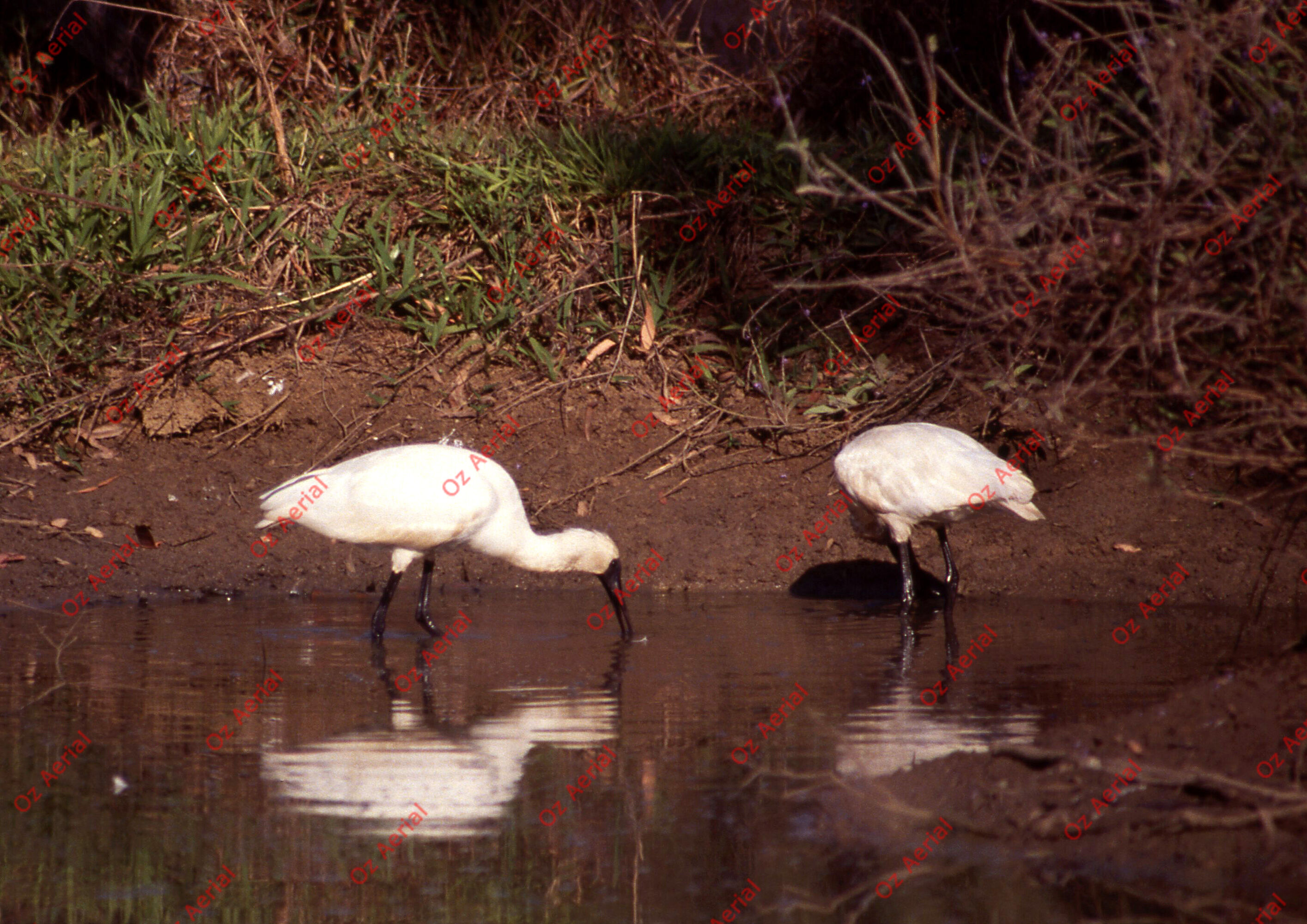 Rainforest to Reef&nbsp;&nbsp;–&nbsp;&nbsp;6095e0b1d6101_i44.jpg