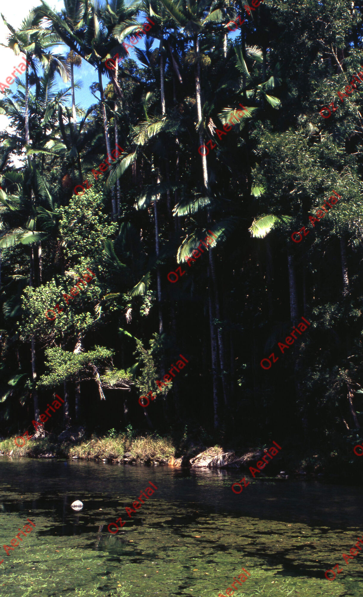Rainforest to Reef&nbsp;&nbsp;–&nbsp;&nbsp;6095e09ee1fed_i25.jpg