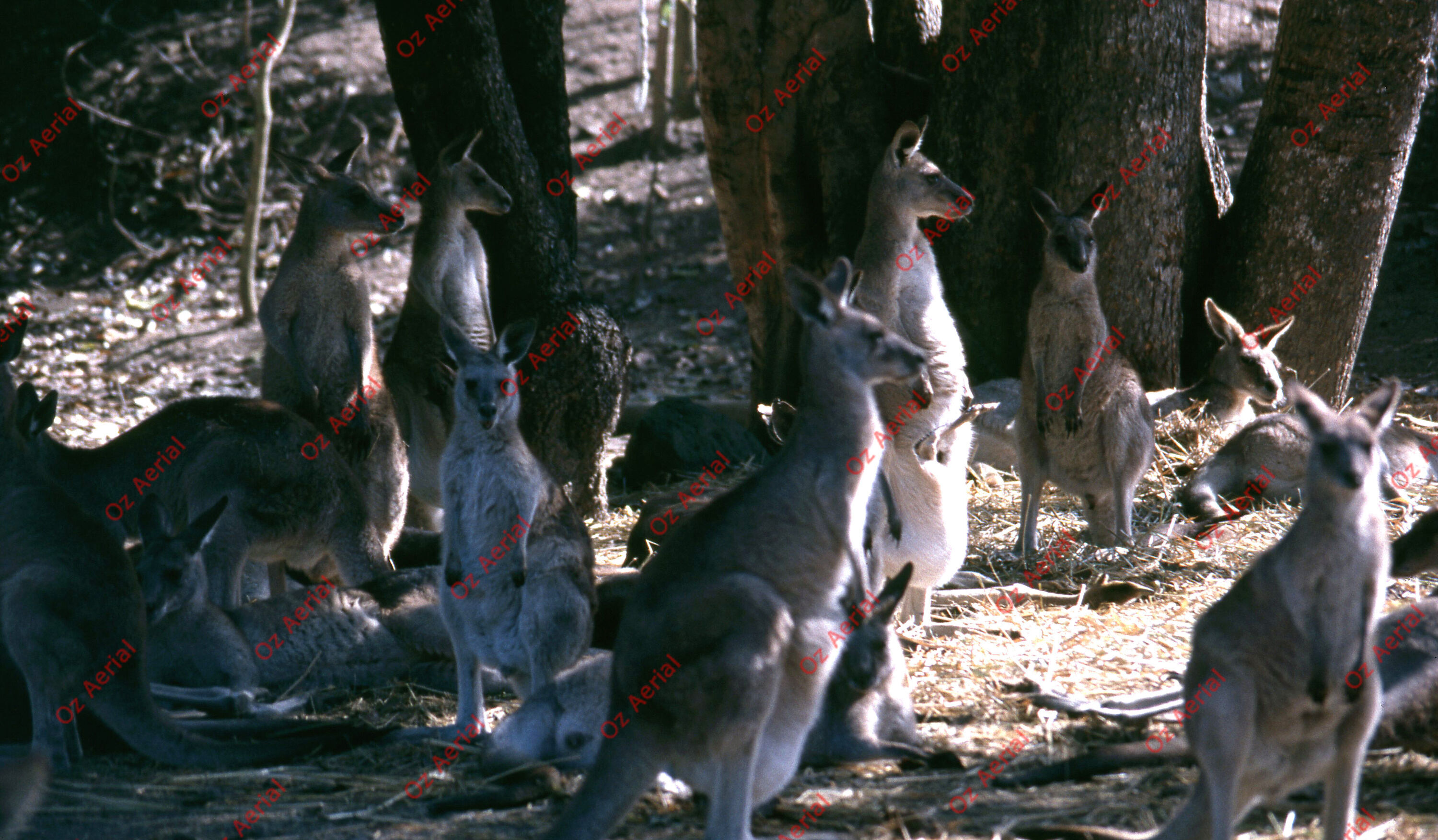 Rainforest to Reef&nbsp;&nbsp;–&nbsp;&nbsp;6095e08b47525_i10.jpg