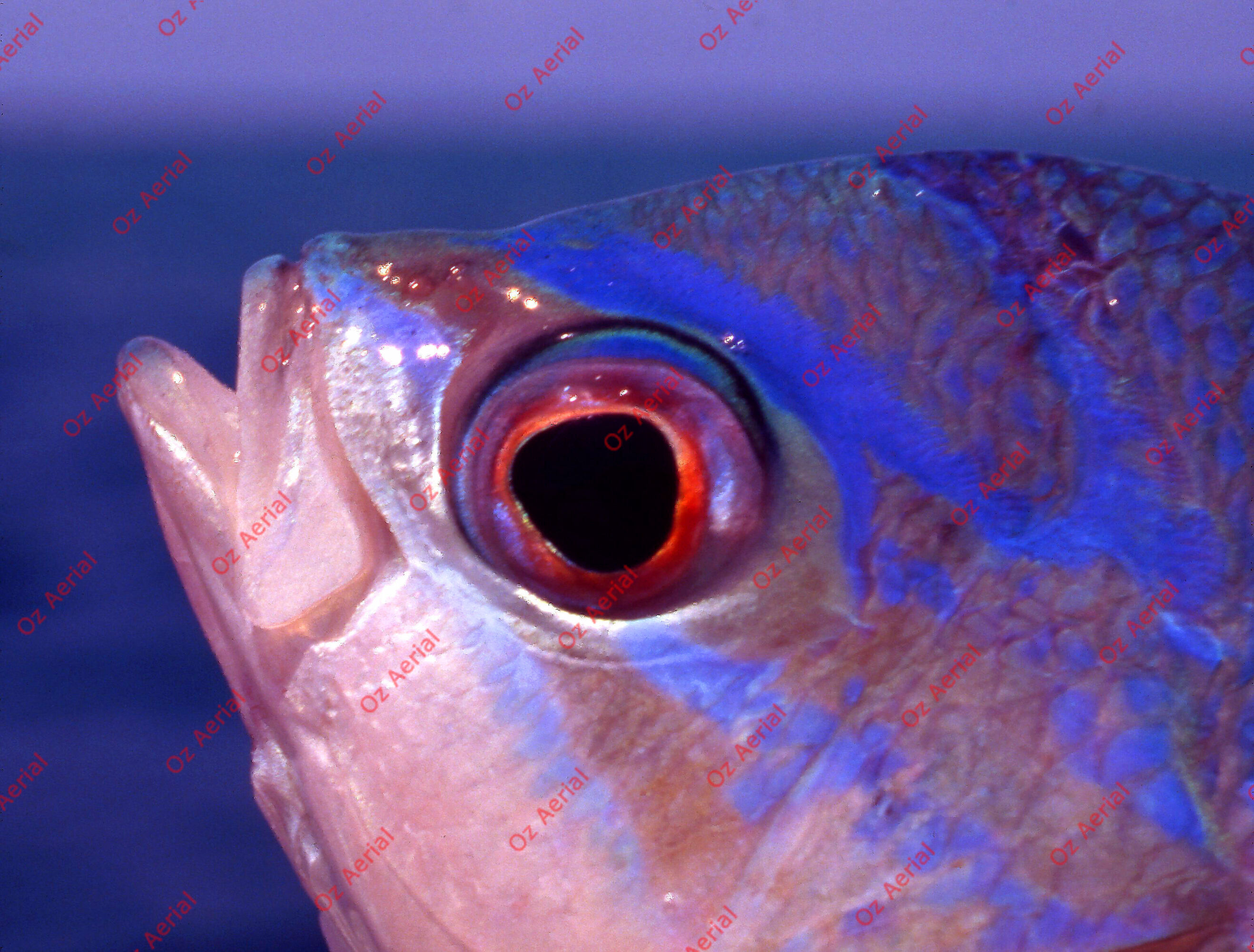 Something Fishy&nbsp;&nbsp;–&nbsp;&nbsp;6095ecb45fa02_j07.jpg