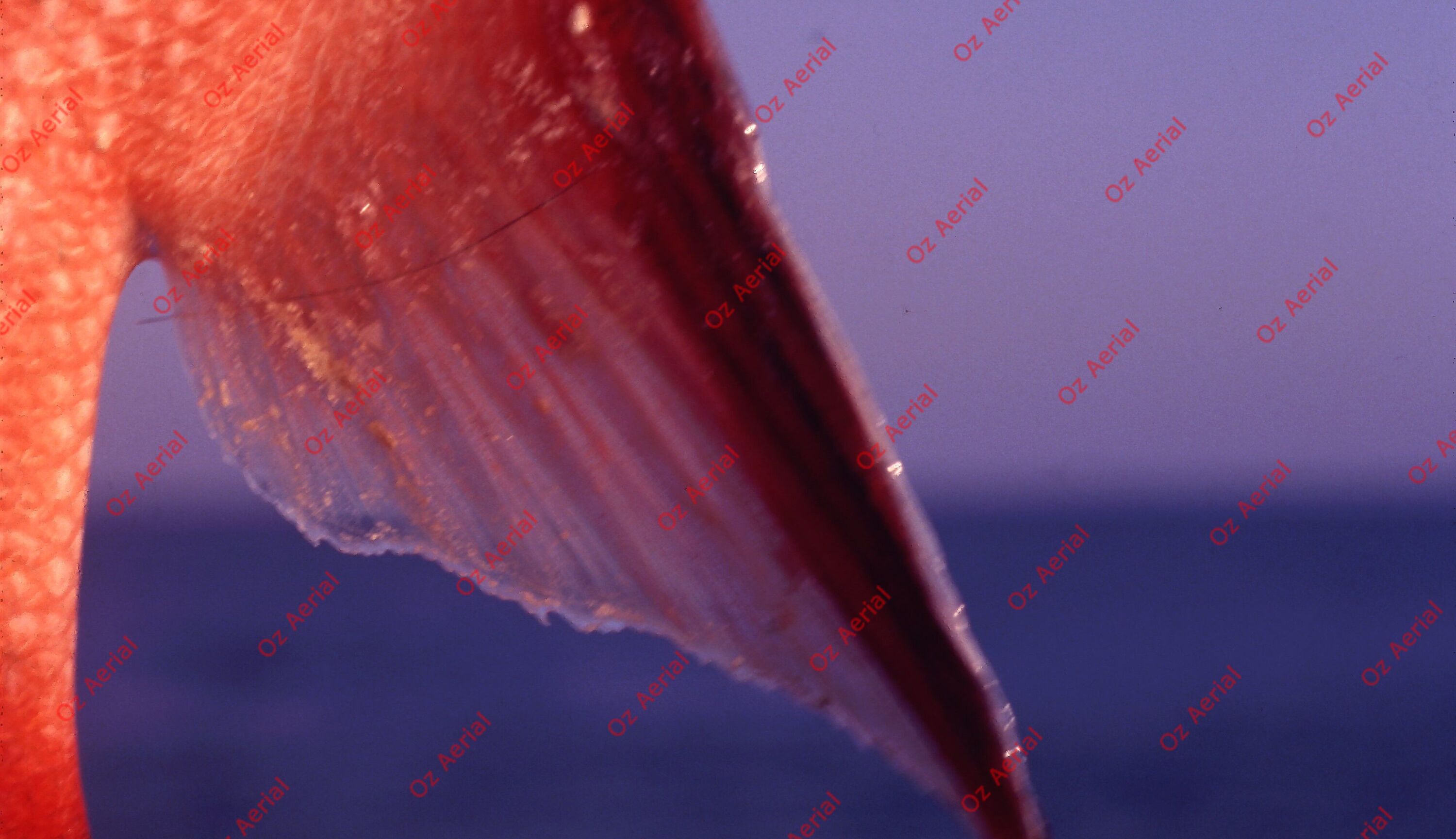 Something Fishy&nbsp;&nbsp;–&nbsp;&nbsp;6095eceace123_j73.jpg