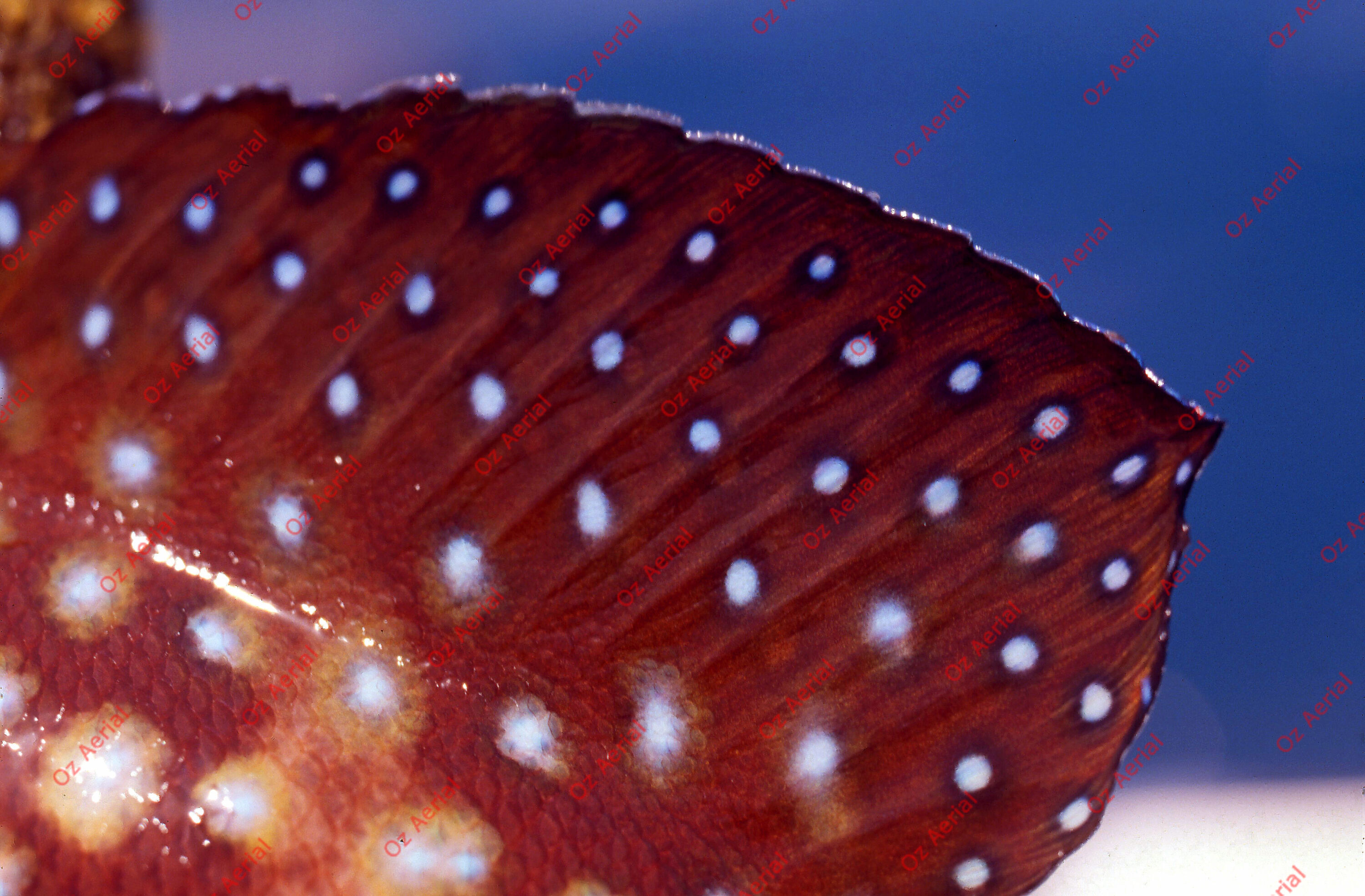 Something Fishy&nbsp;&nbsp;–&nbsp;&nbsp;6095ecd12ba88_j41.jpg