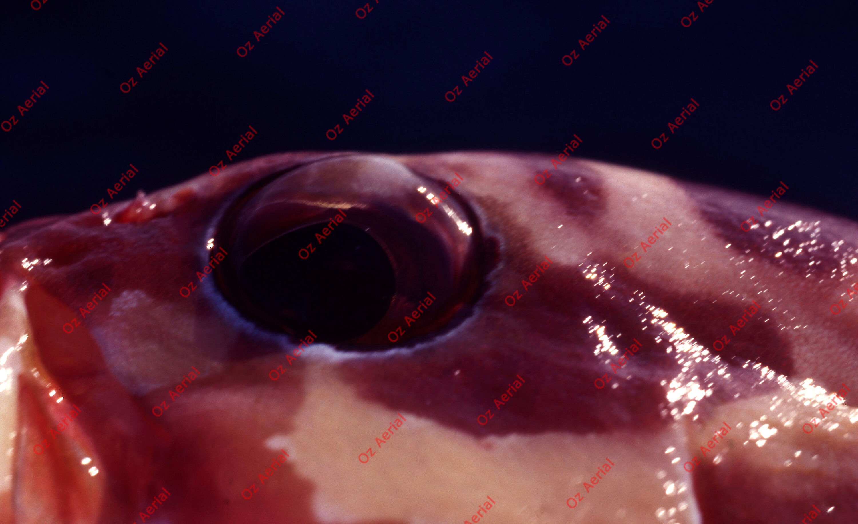 Something Fishy&nbsp;&nbsp;–&nbsp;&nbsp;6095ece99cf9d_j69.jpg