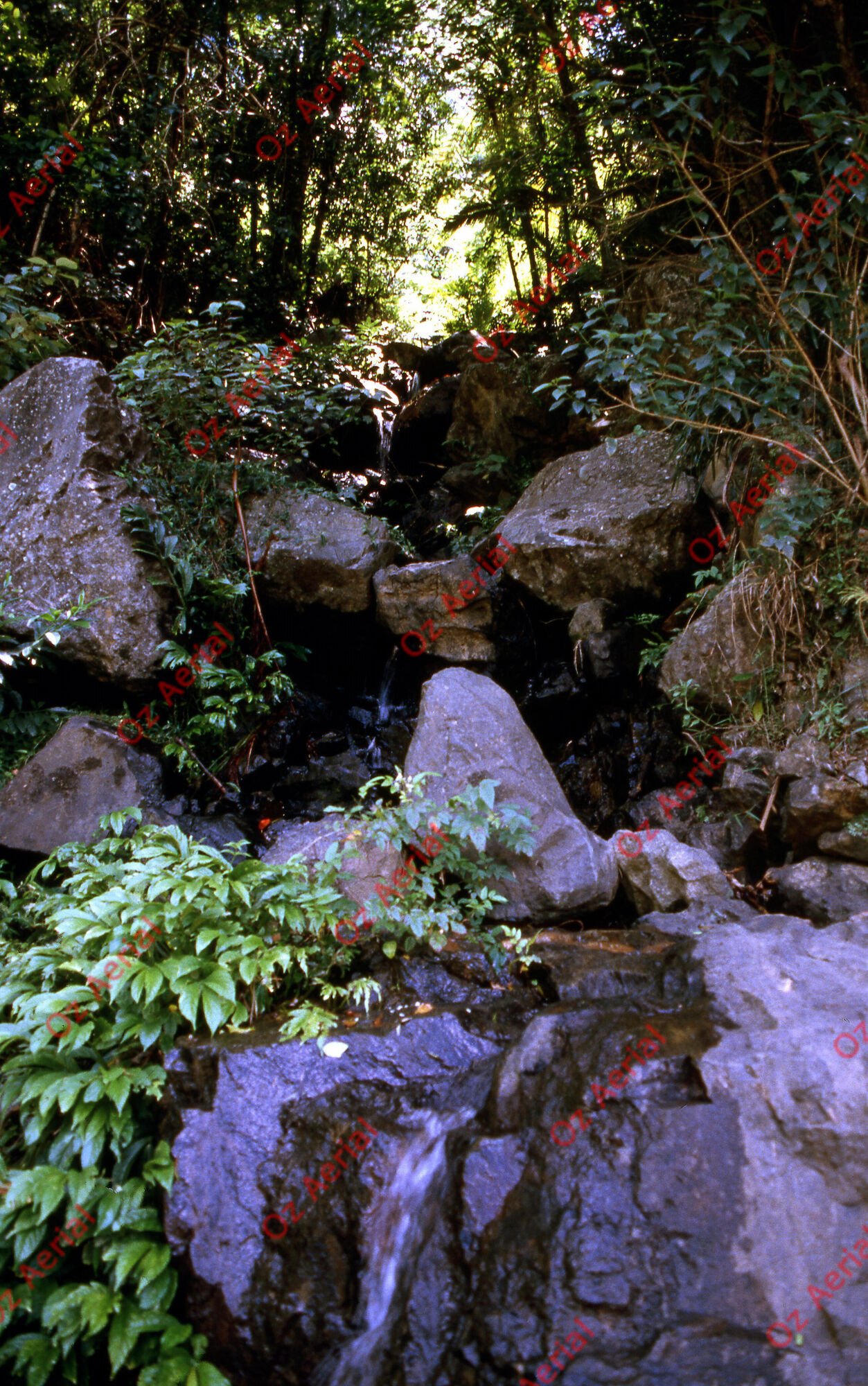 Rainforest to Reef&nbsp;&nbsp;–&nbsp;&nbsp;6095e08ea88db_i08.jpg