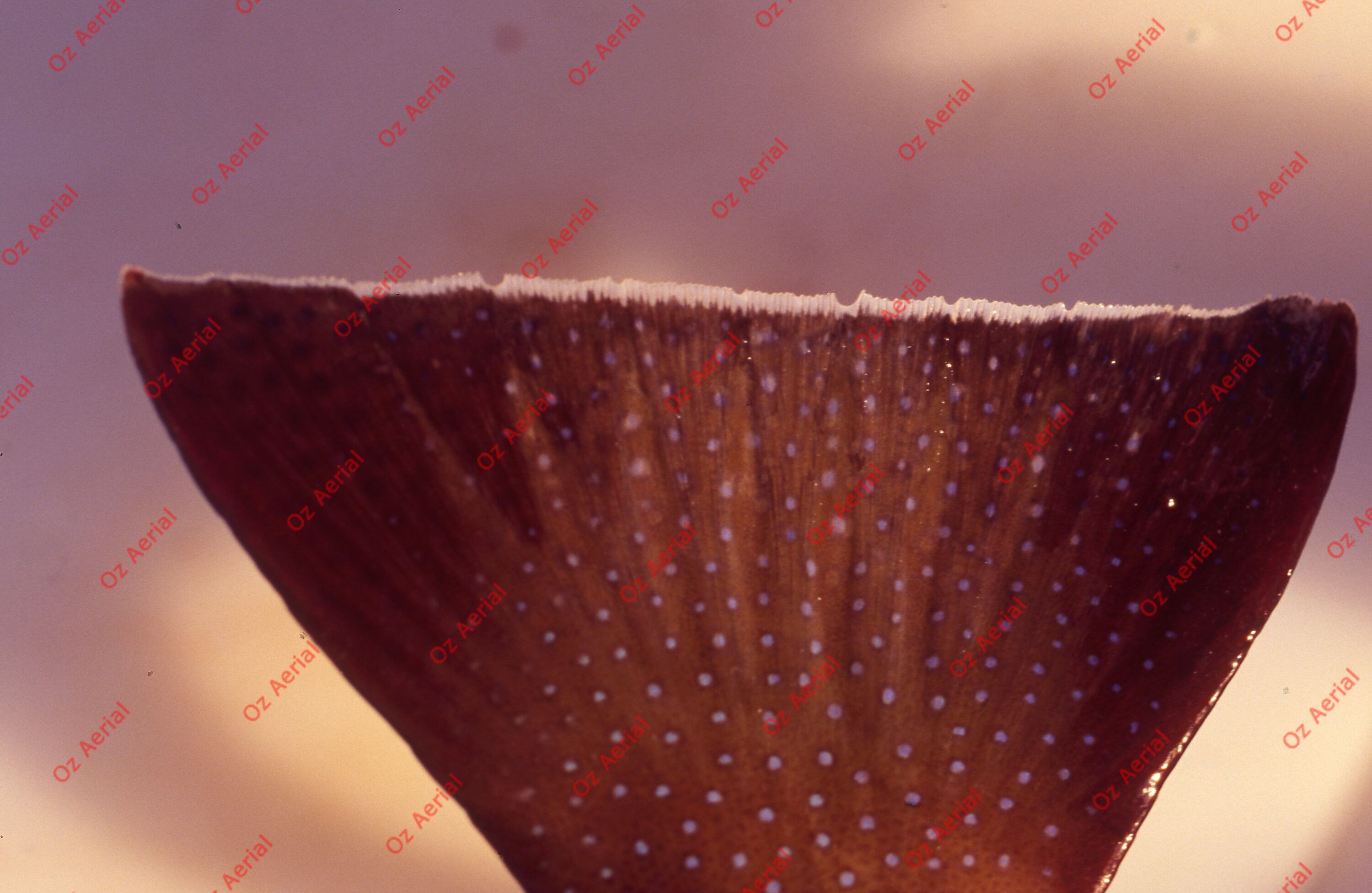 Something Fishy&nbsp;&nbsp;–&nbsp;&nbsp;6095ecd6eb16a_j47.jpg