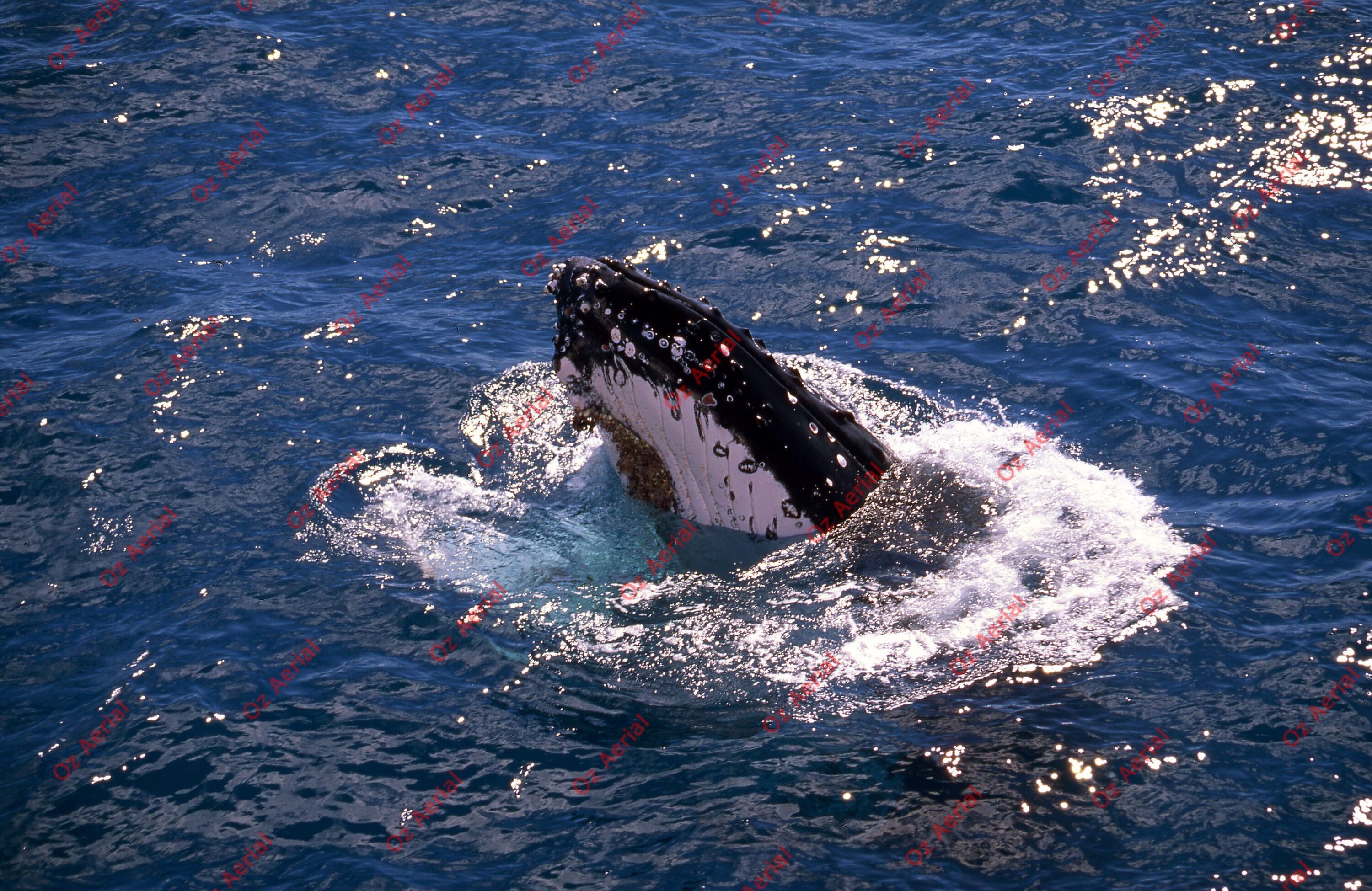 Something Fishy&nbsp;&nbsp;–&nbsp;&nbsp;6095ecbf2121a_j15.jpg