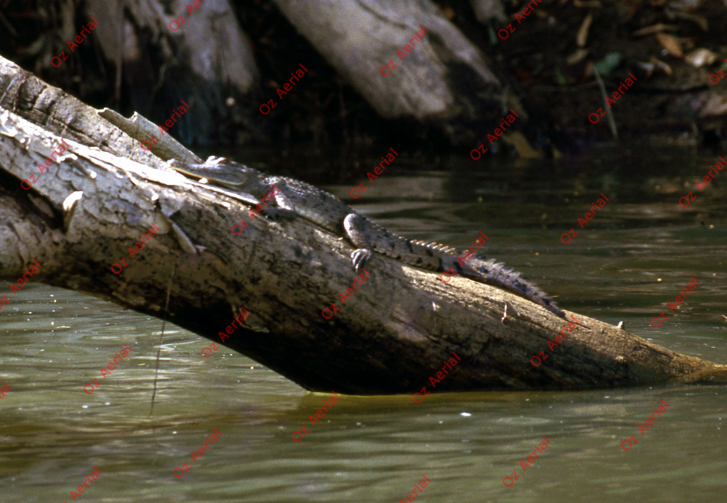 Rainforest to Reef&nbsp;&nbsp;–&nbsp;&nbsp;6095e099983f6_i24.jpg