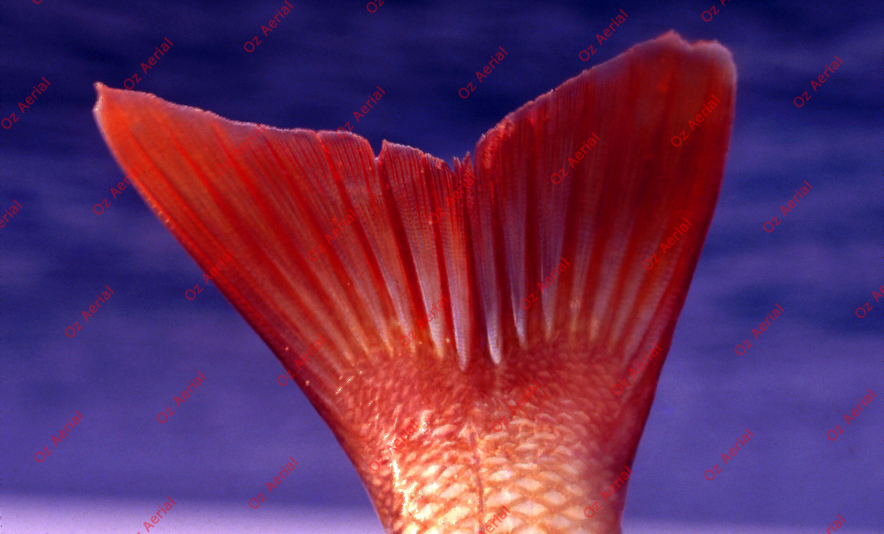 Something Fishy&nbsp;&nbsp;–&nbsp;&nbsp;6095ecfe137d7_j94.jpg