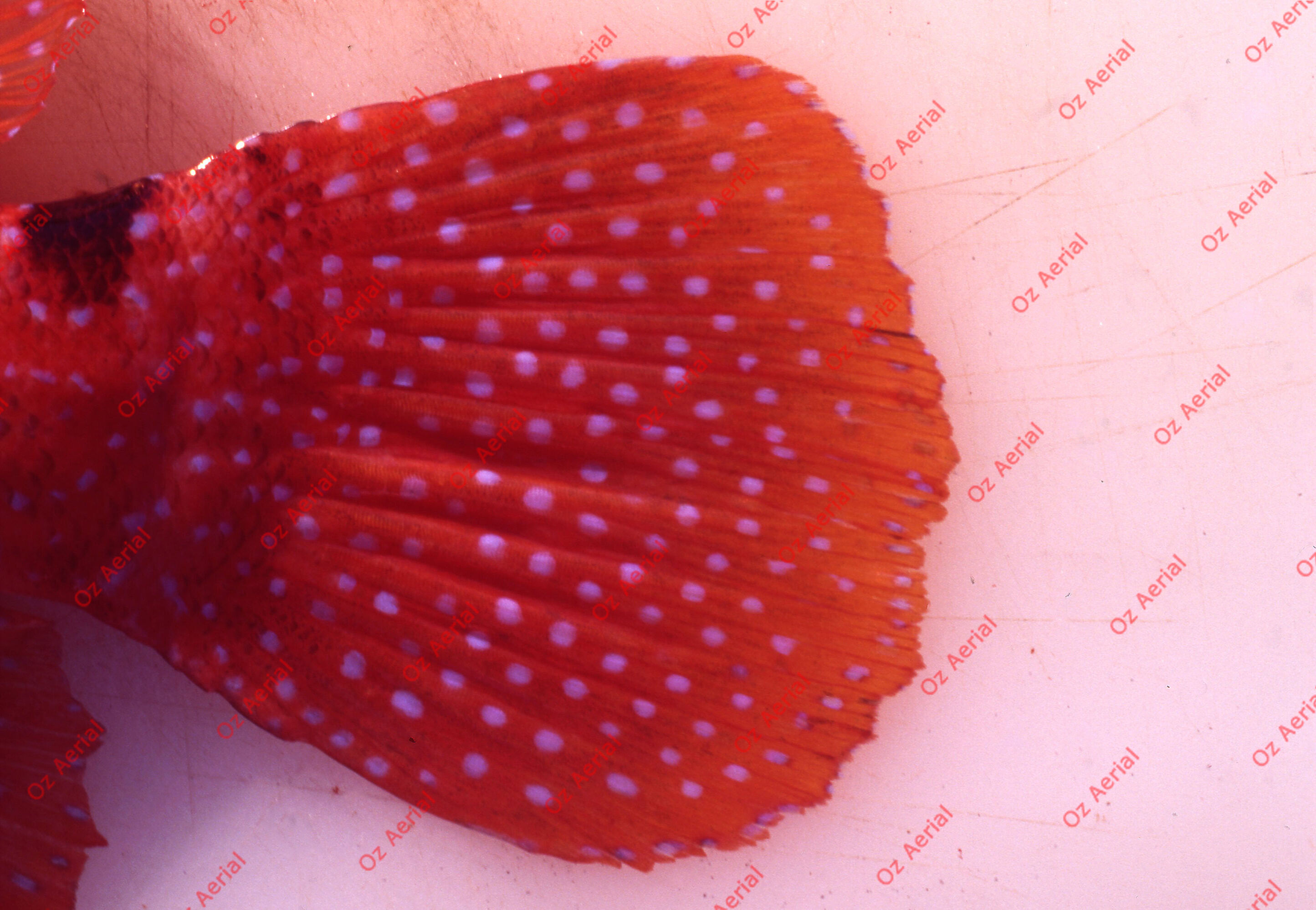 Something Fishy&nbsp;&nbsp;–&nbsp;&nbsp;6095ecef053b2_j76.jpg