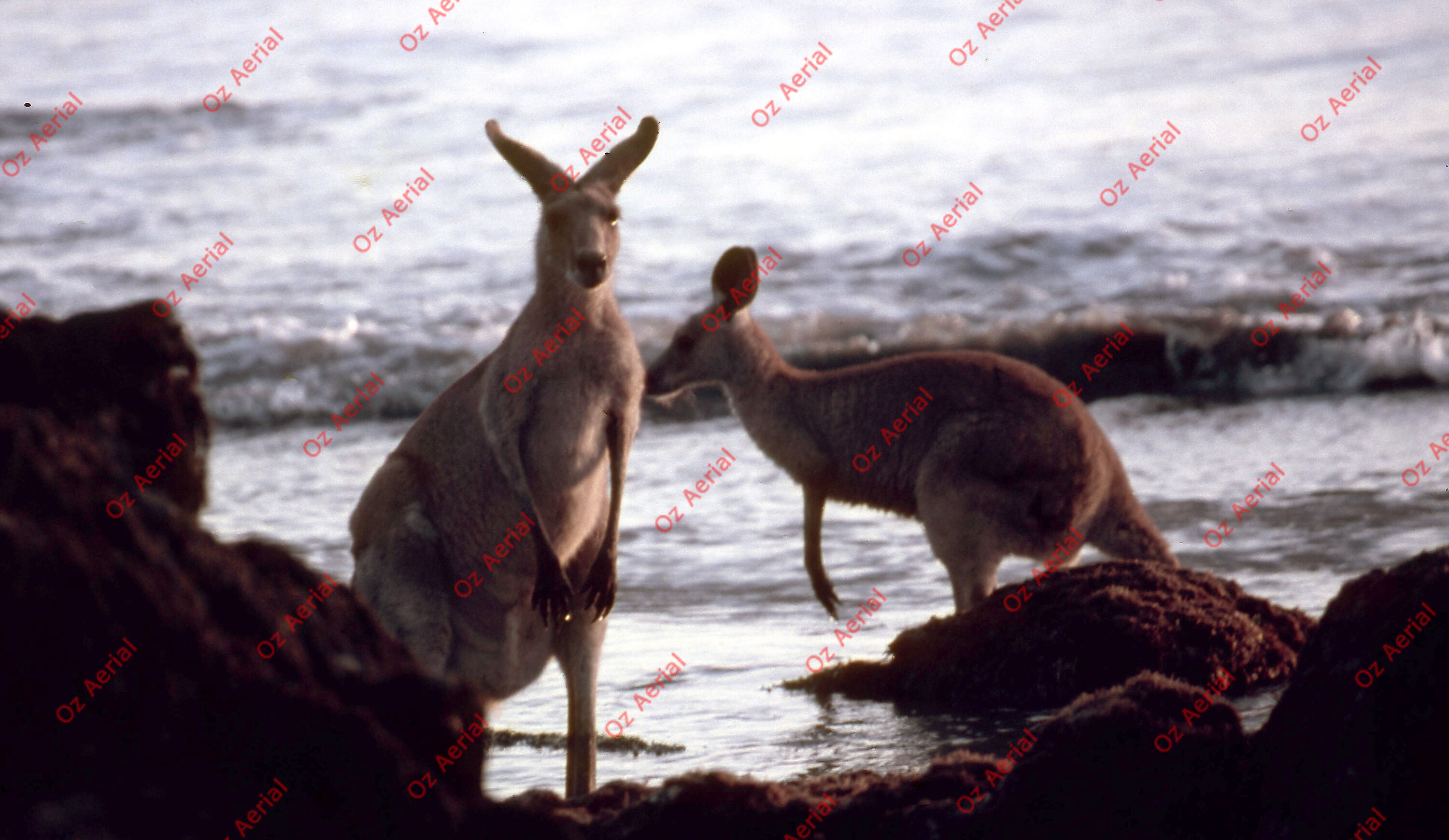 Rainforest to Reef&nbsp;&nbsp;–&nbsp;&nbsp;6095e0847b116_i6.jpg