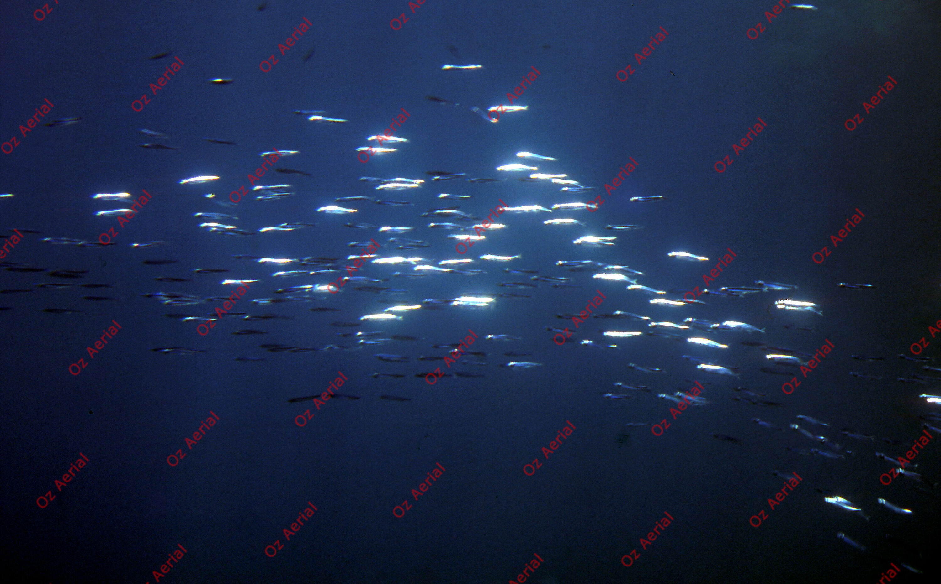 Rainforest to Reef&nbsp;&nbsp;–&nbsp;&nbsp;6095e0ccd8669_i65.jpg