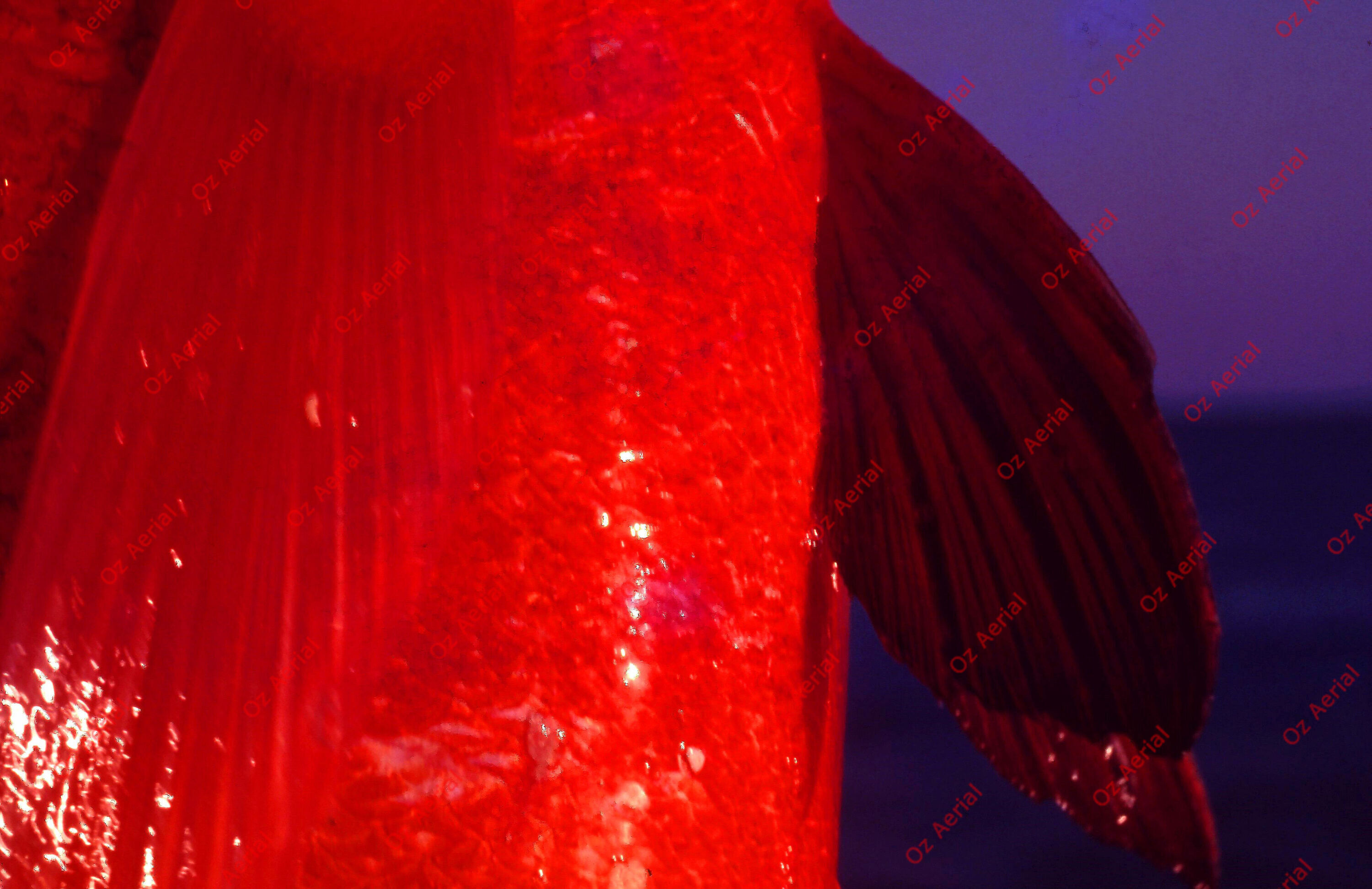 Something Fishy&nbsp;&nbsp;–&nbsp;&nbsp;6095ecf4389ec_j82.jpg