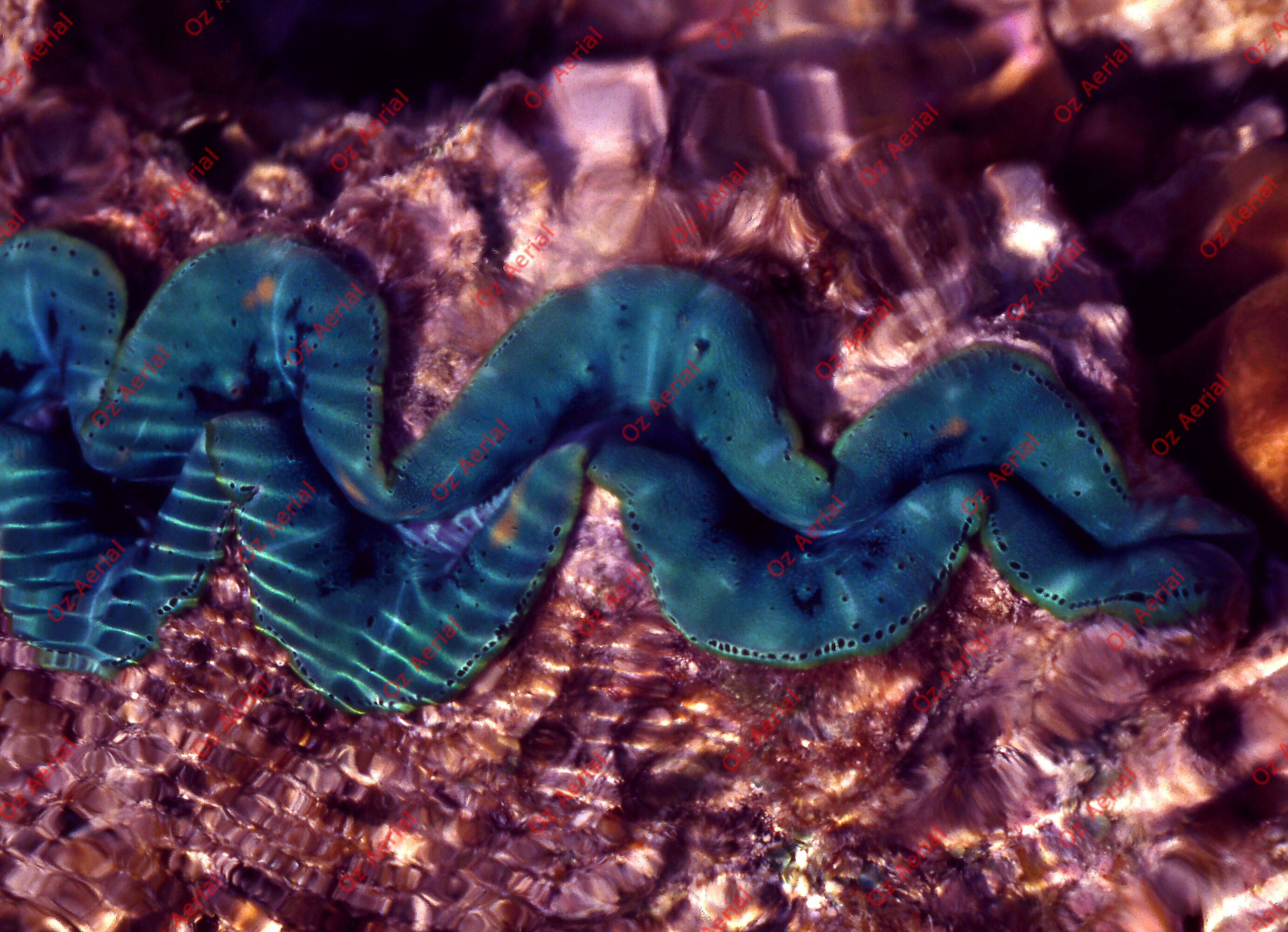 Something Fishy&nbsp;&nbsp;–&nbsp;&nbsp;6095ecefabce3_j74.jpg