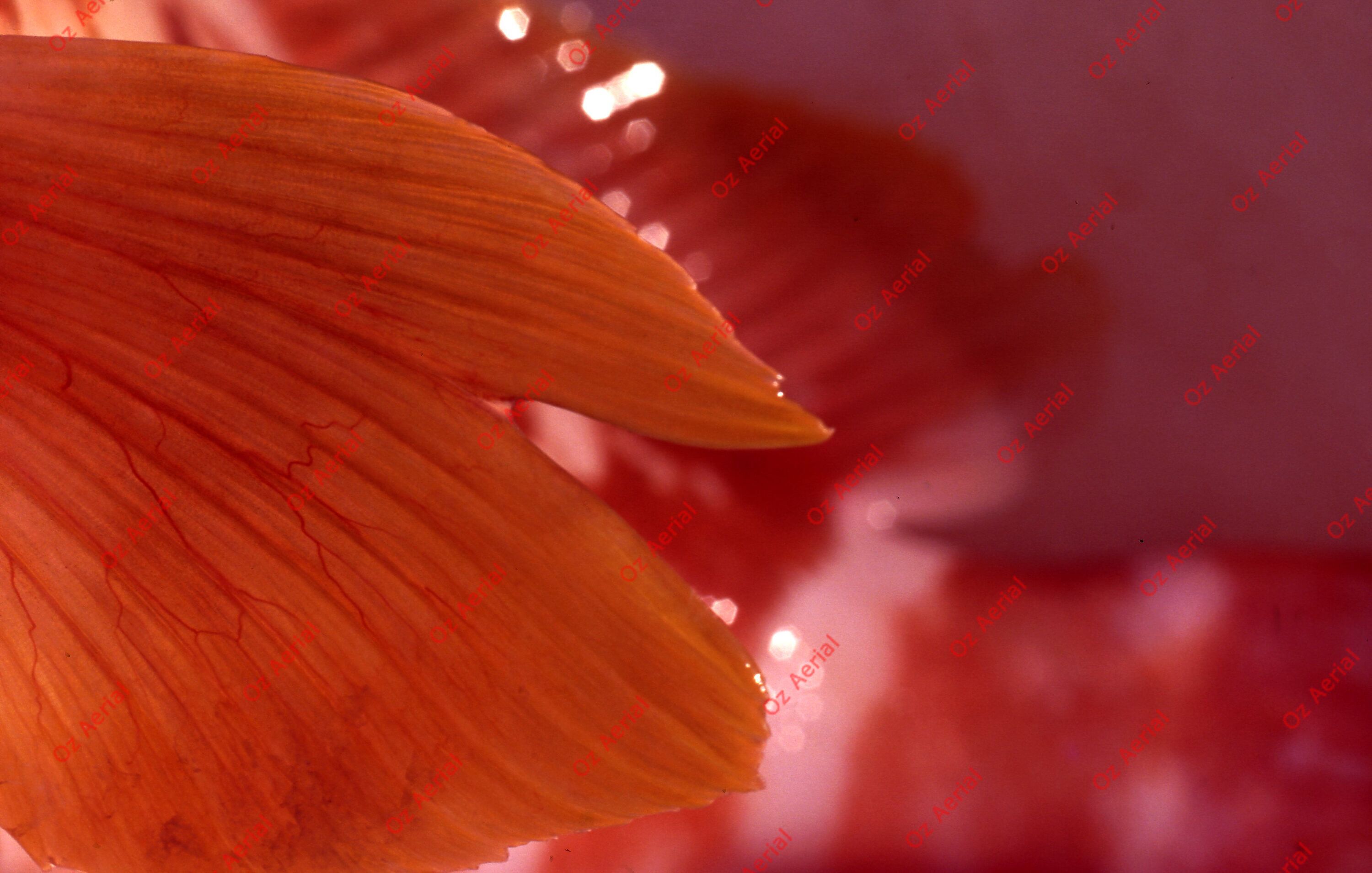 Something Fishy&nbsp;&nbsp;–&nbsp;&nbsp;6095eced3bb8b_j75.jpg