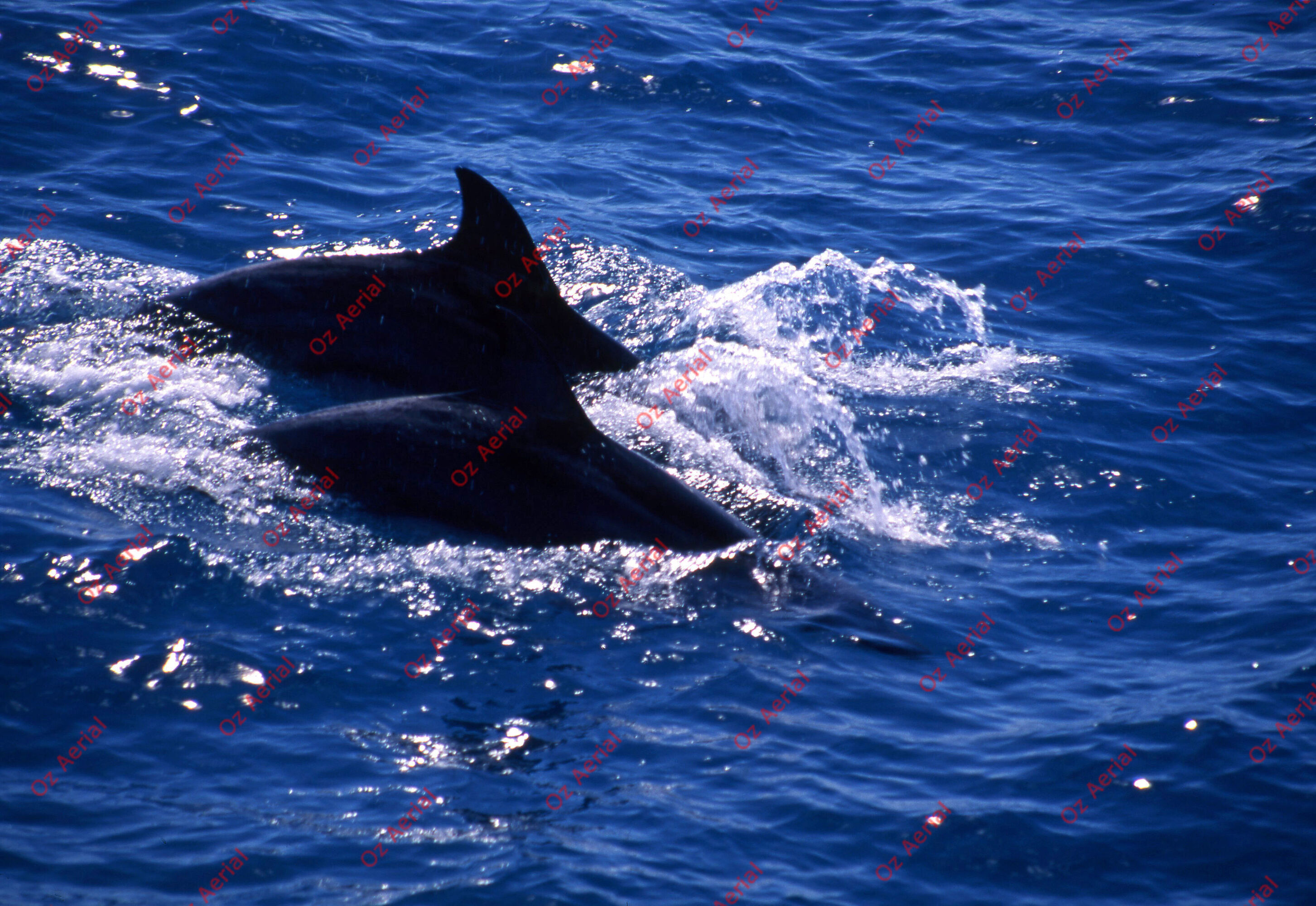 Something Fishy&nbsp;&nbsp;–&nbsp;&nbsp;6095ece54512c_j60.jpg