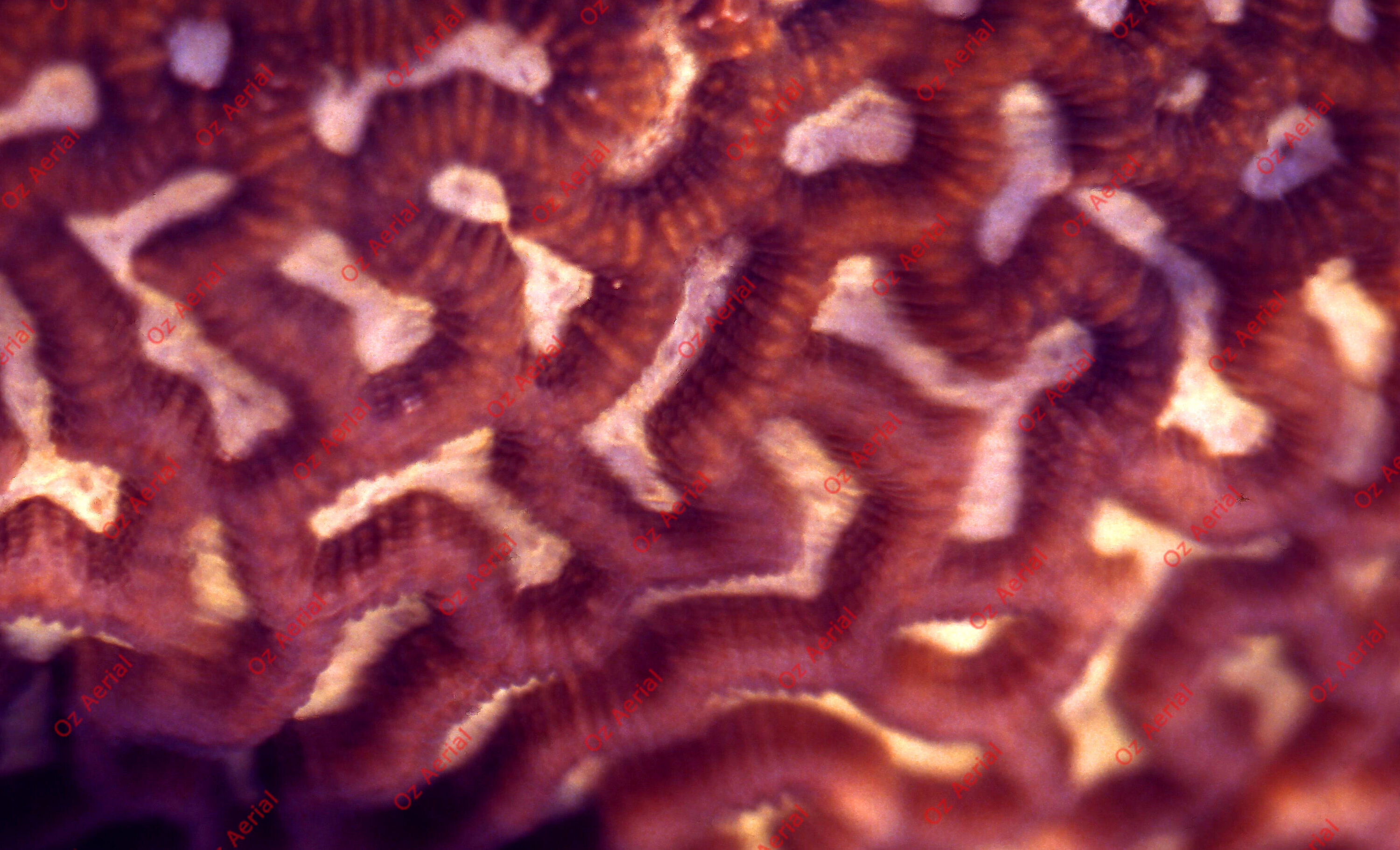 Something Fishy&nbsp;&nbsp;–&nbsp;&nbsp;6095ece75ab0d_j64.jpg