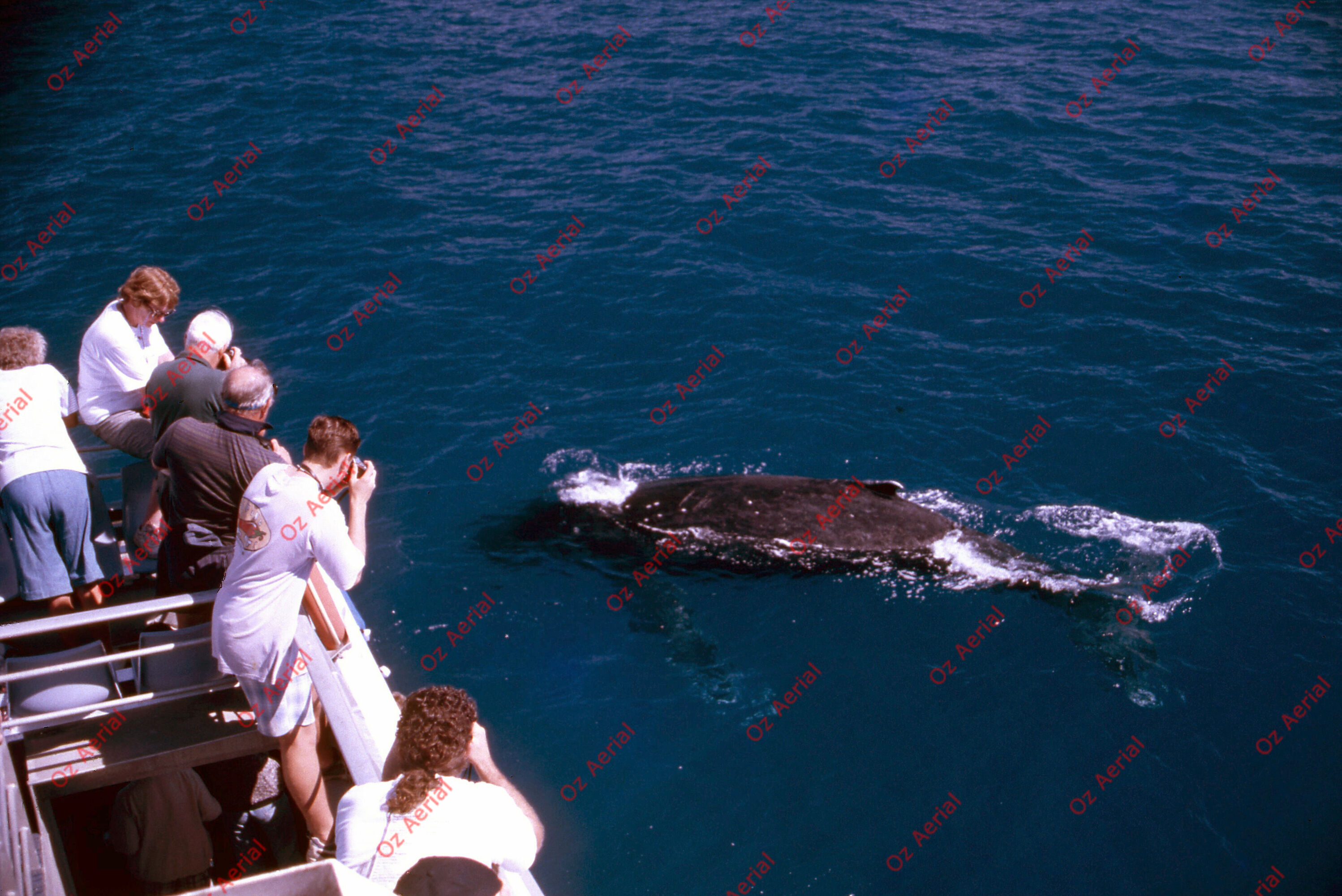 Something Fishy&nbsp;&nbsp;–&nbsp;&nbsp;6095eccaf2e83_j34.jpg