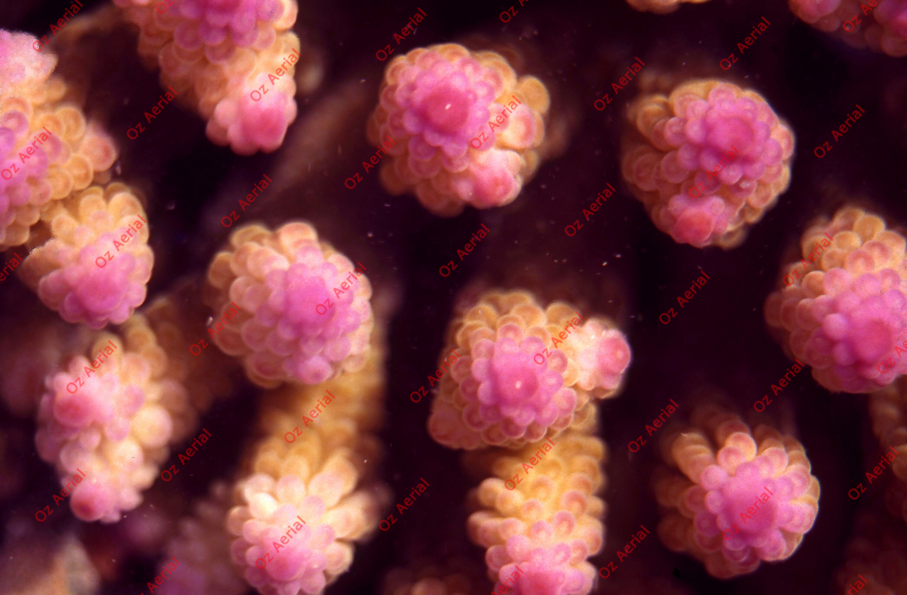 Something Fishy&nbsp;&nbsp;–&nbsp;&nbsp;6095ecc648374_j29.jpg