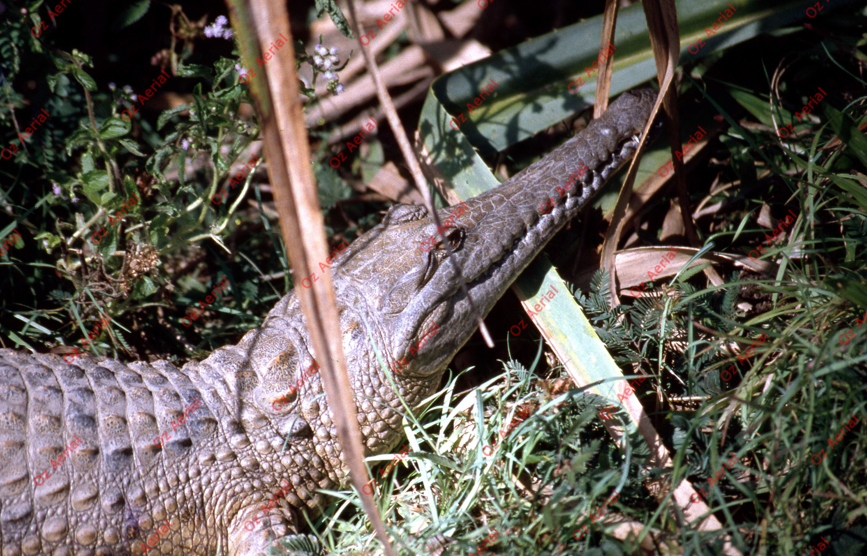 Rainforest to Reef&nbsp;&nbsp;–&nbsp;&nbsp;6095e09194bd6_i15.jpg