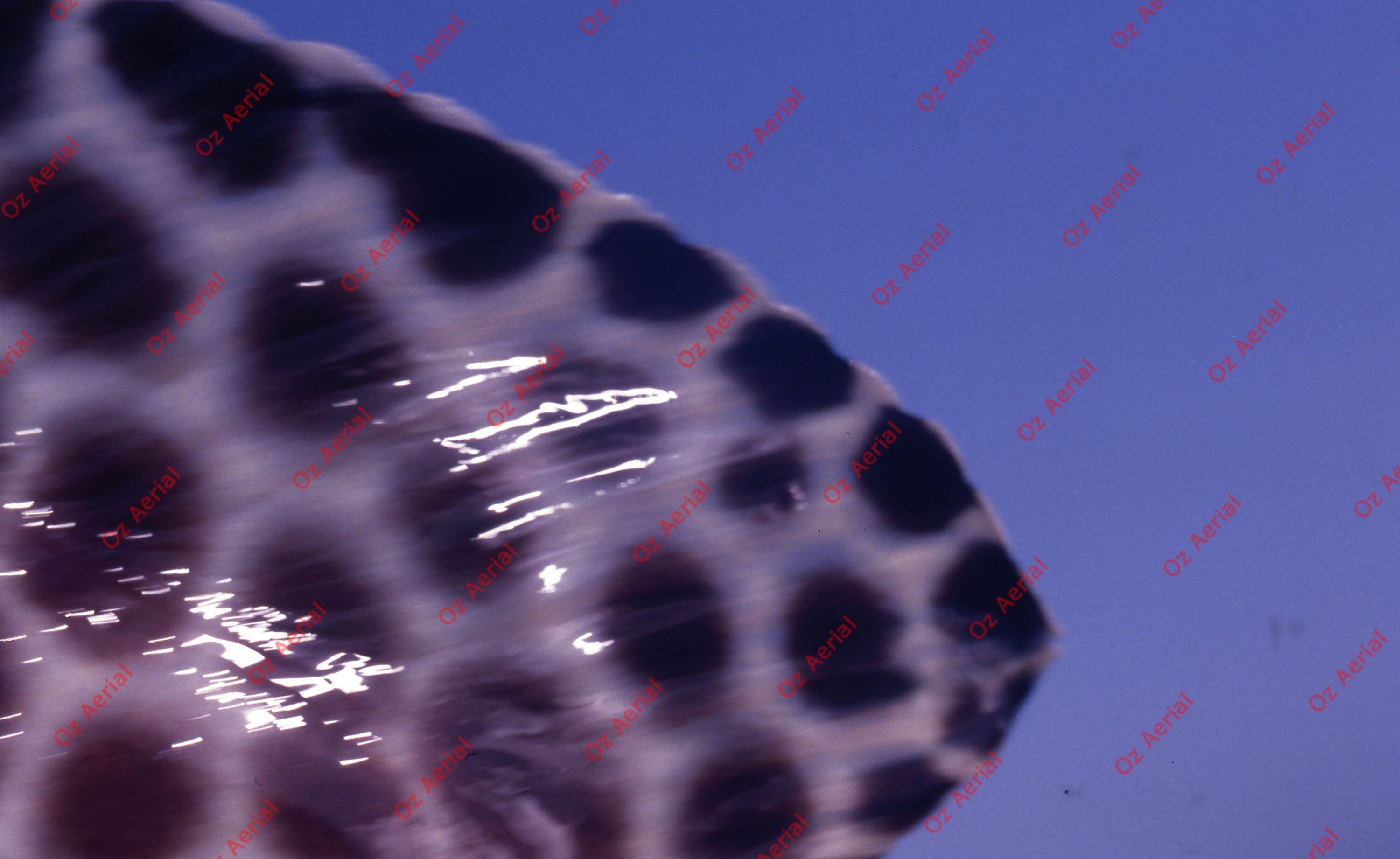 Something Fishy&nbsp;&nbsp;–&nbsp;&nbsp;6095ecc423230_j28.jpg