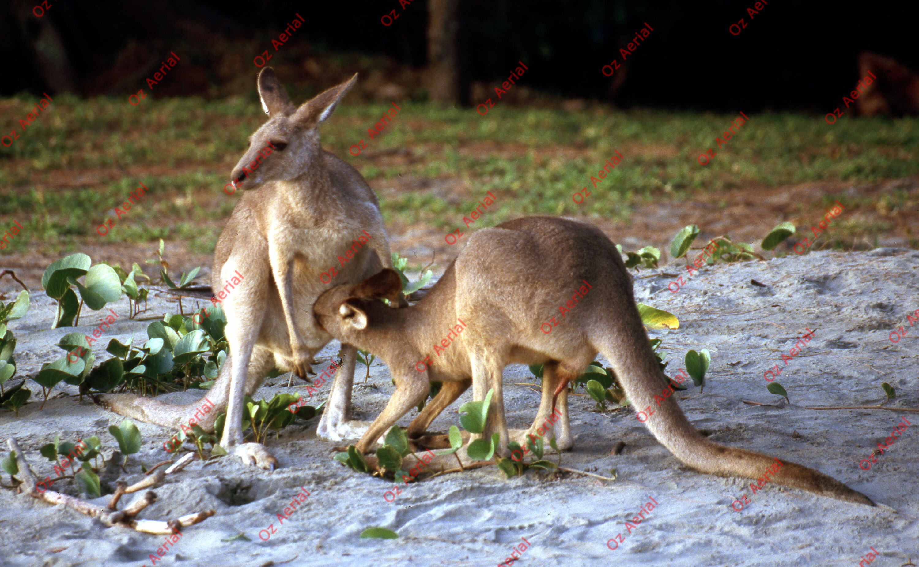 Rainforest to Reef&nbsp;&nbsp;–&nbsp;&nbsp;6095e0af54097_i39.jpg