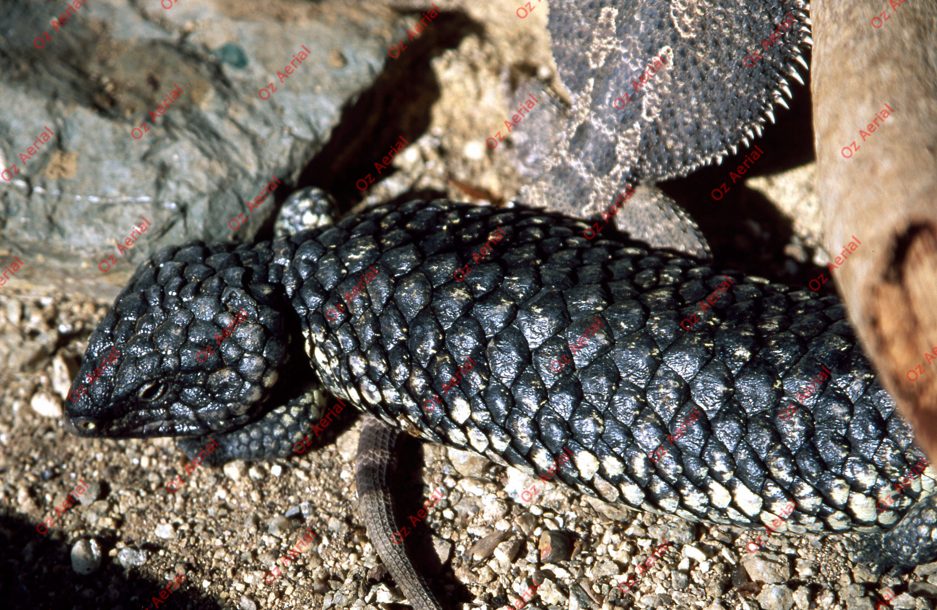 Rainforest to Reef&nbsp;&nbsp;–&nbsp;&nbsp;6095e0971b5f2_i18.jpg