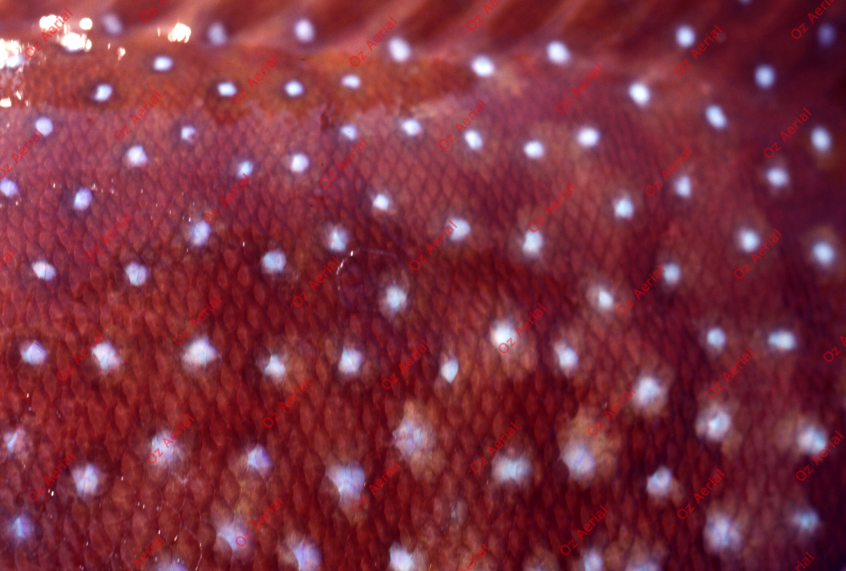 Something Fishy&nbsp;&nbsp;–&nbsp;&nbsp;6095ece7b04a6_j68.jpg