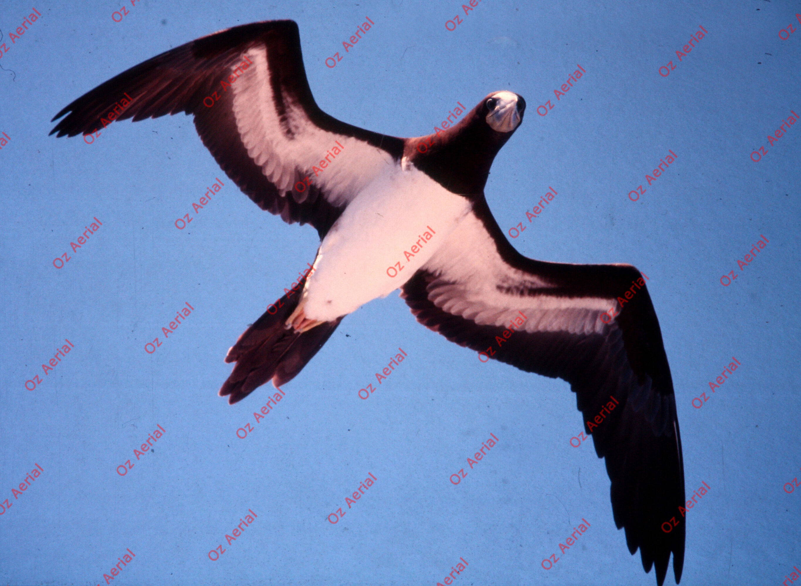 Rainforest to Reef&nbsp;&nbsp;–&nbsp;&nbsp;6095e0d010f4a_i69.JPG