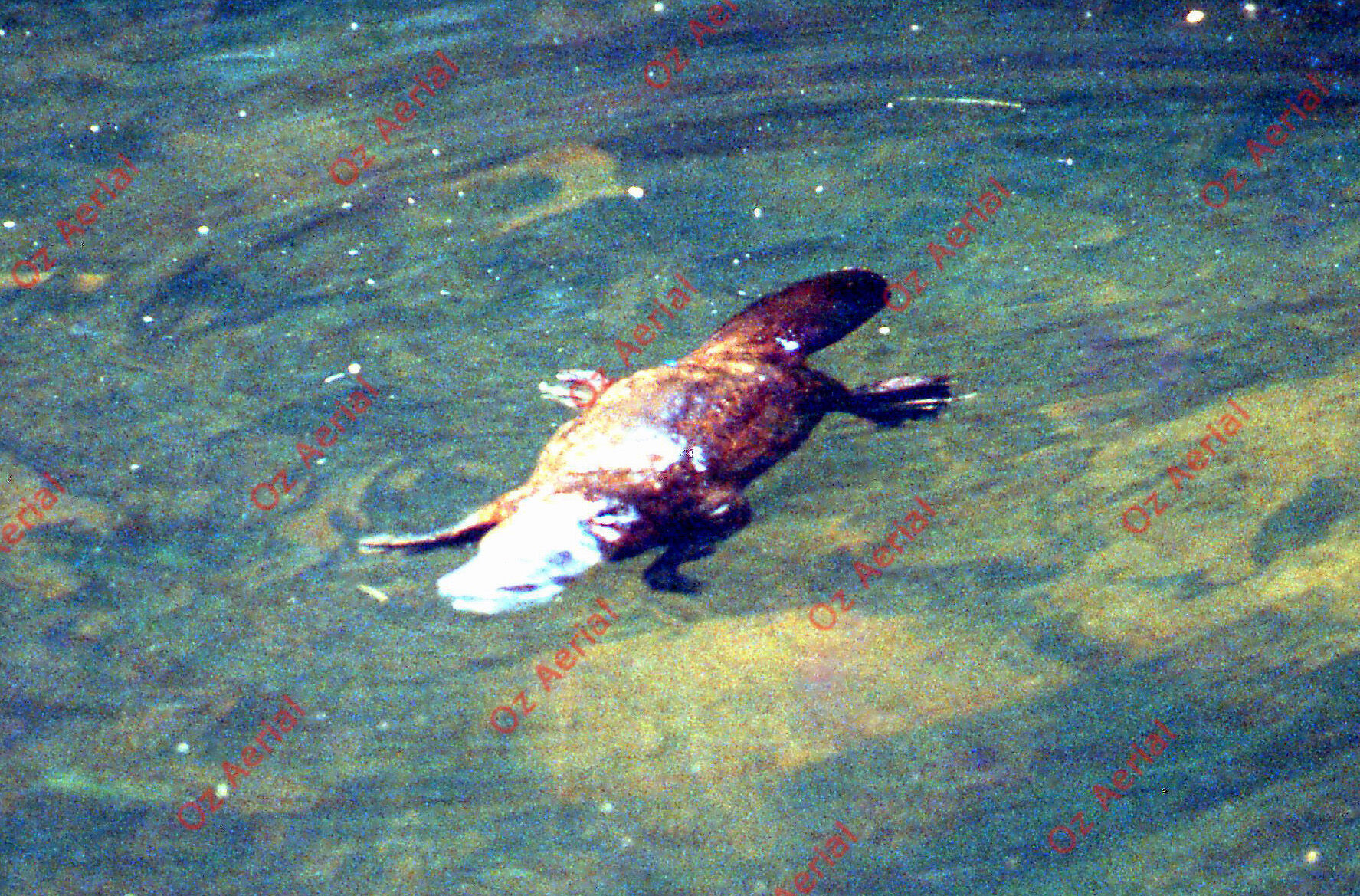 Rainforest to Reef&nbsp;&nbsp;–&nbsp;&nbsp;6095e087312f0_i03.jpg