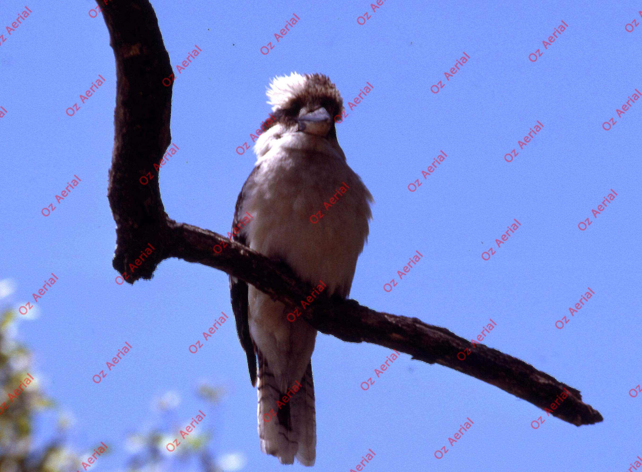 Rainforest to Reef&nbsp;&nbsp;–&nbsp;&nbsp;6095e0aeeef7c_i43.jpg