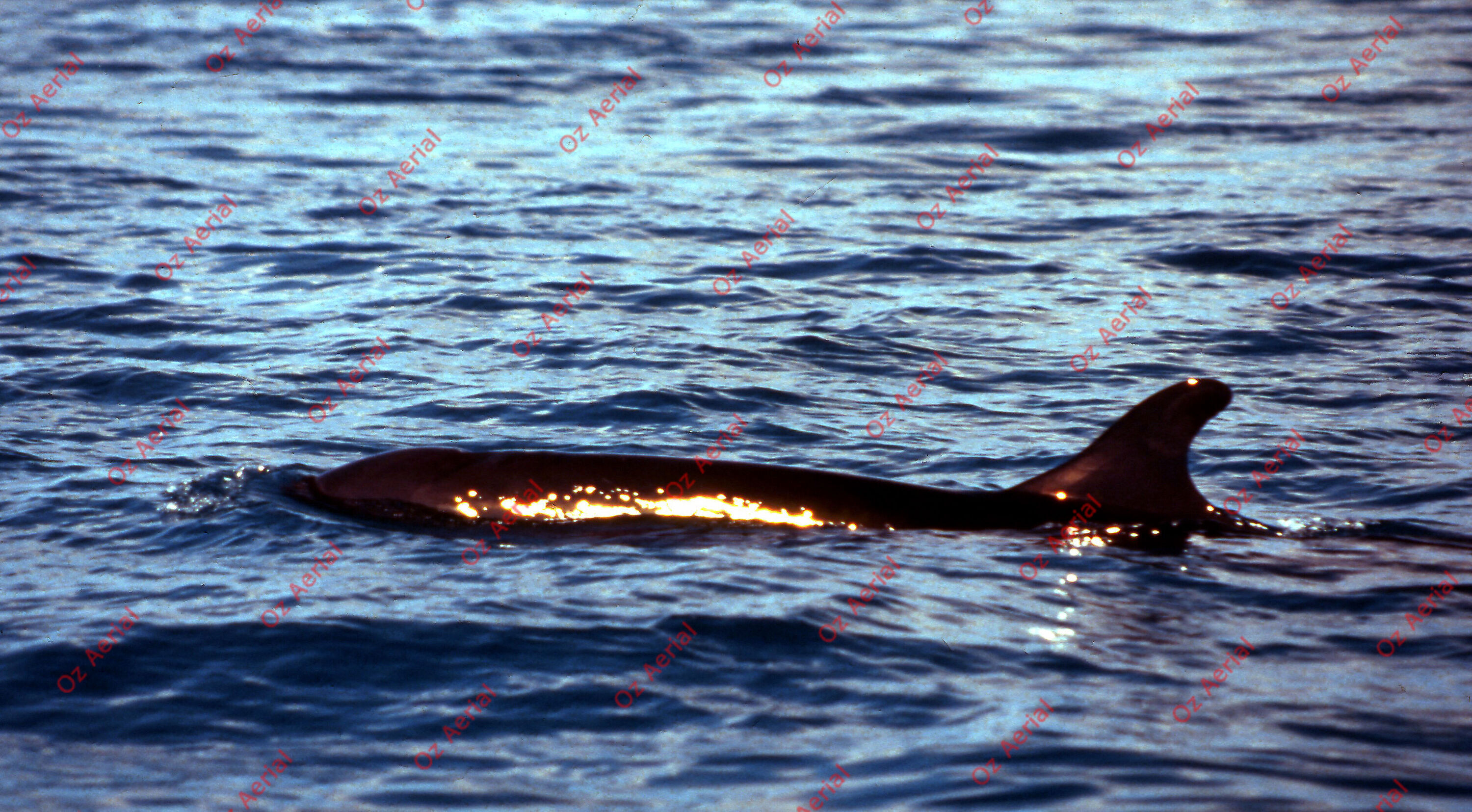 Rainforest to Reef&nbsp;&nbsp;–&nbsp;&nbsp;6095e0bfd85b9_i55.jpg