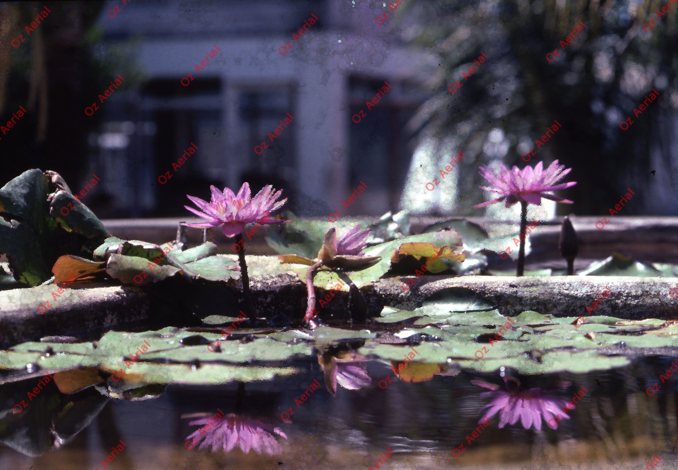 Rainforest to Reef&nbsp;&nbsp;–&nbsp;&nbsp;6095e0acd4e4f_i37.jpg