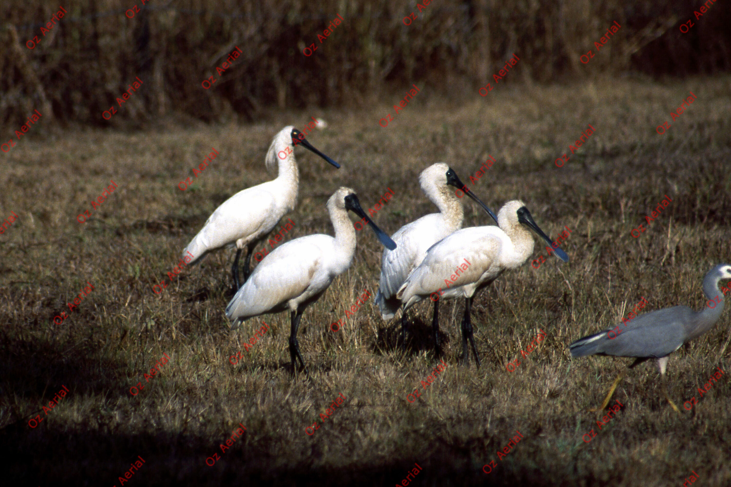 Rainforest to Reef&nbsp;&nbsp;–&nbsp;&nbsp;6095e0a24673a_i30.jpg