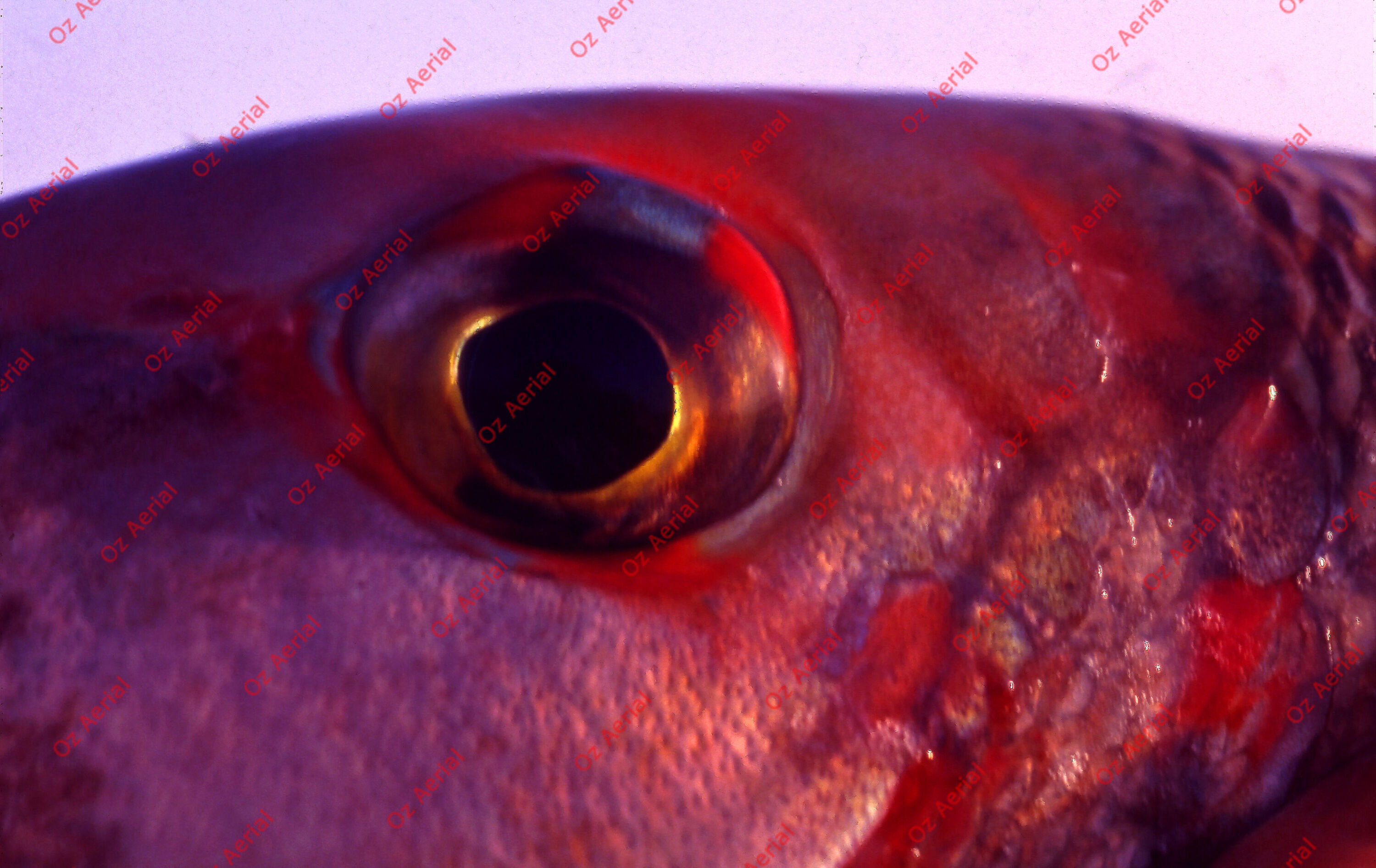 Something Fishy&nbsp;&nbsp;–&nbsp;&nbsp;6095ecb044eea_j05.jpg