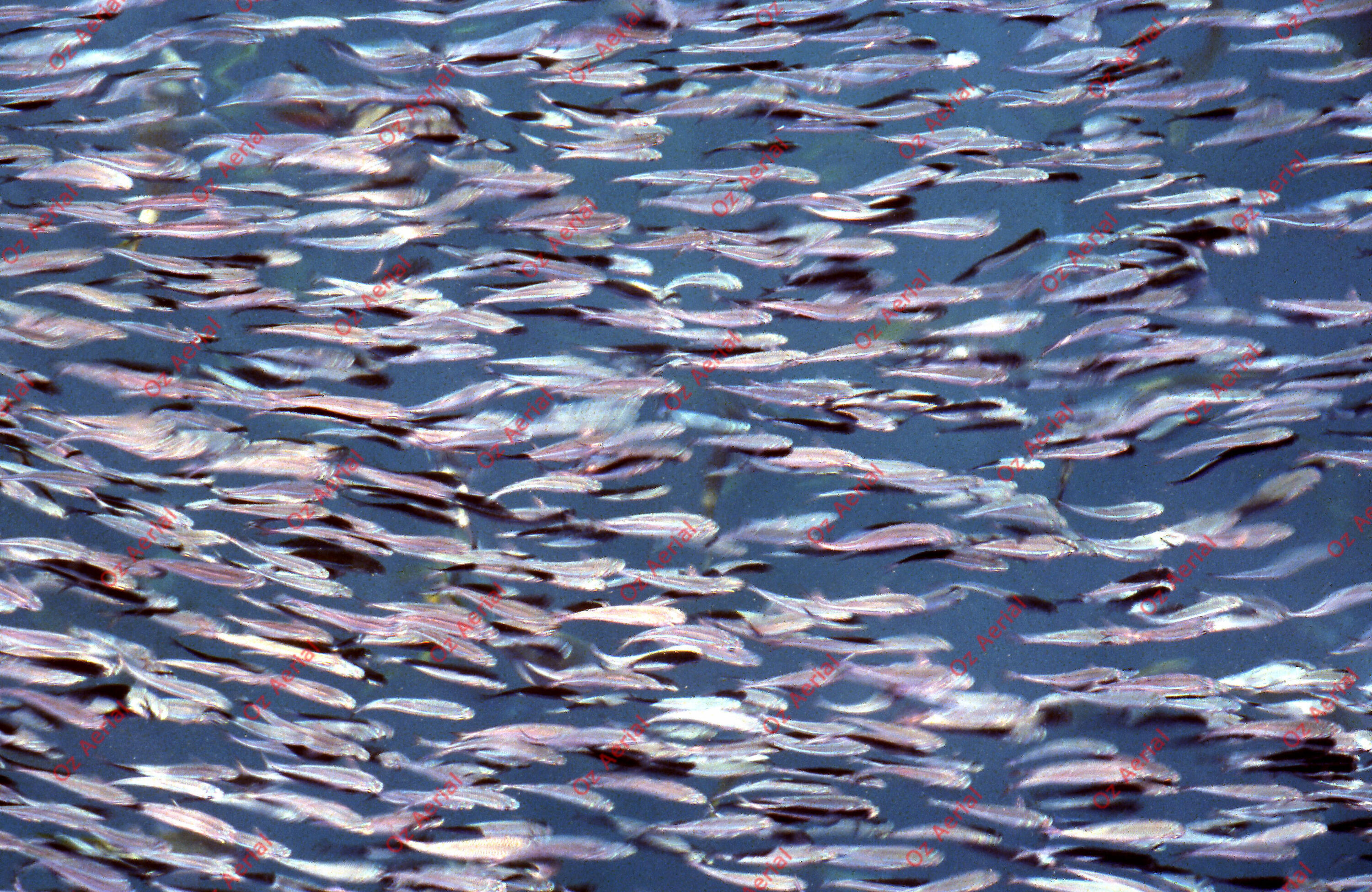 Something Fishy&nbsp;&nbsp;–&nbsp;&nbsp;6095ecf07063d_j71.jpg