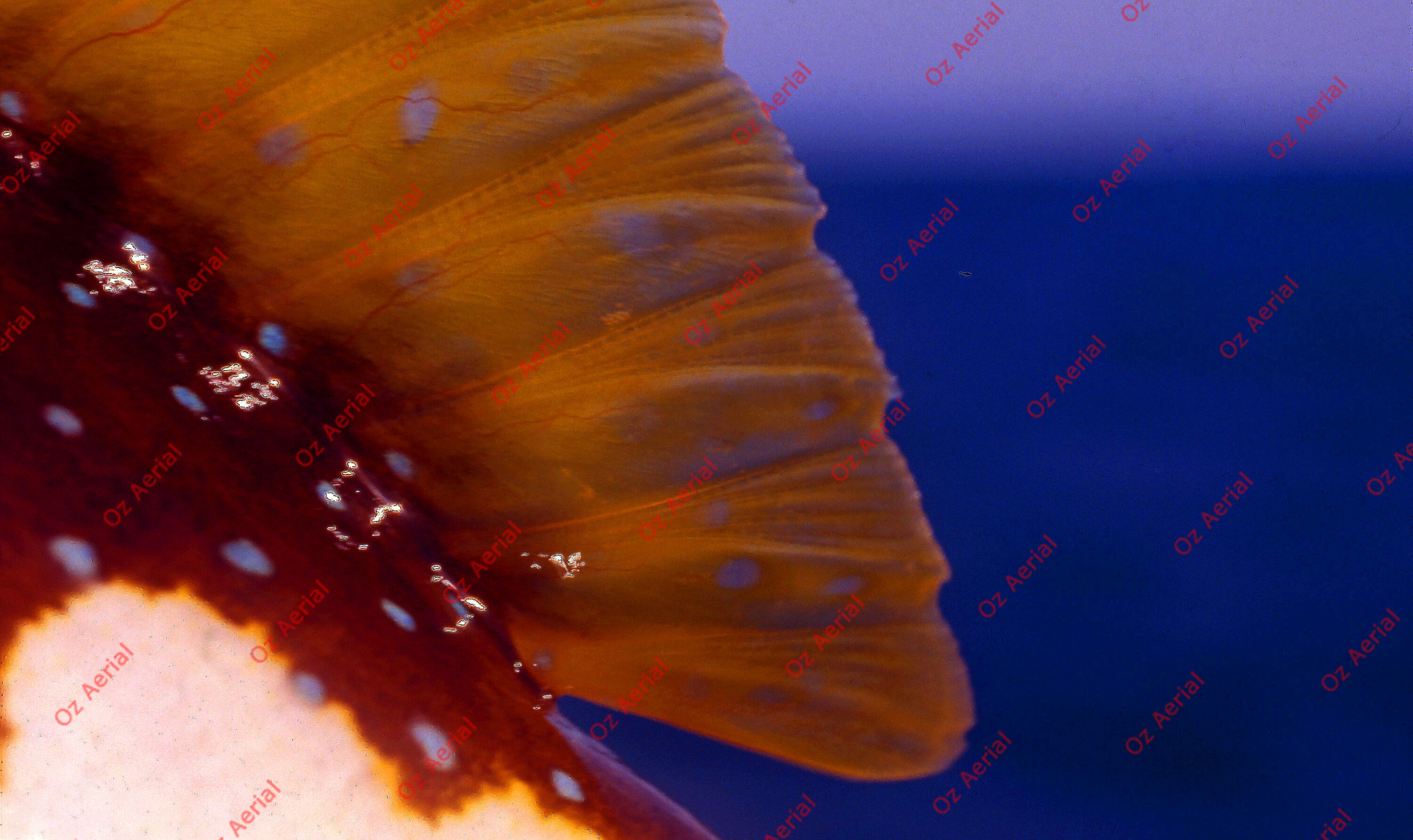 Something Fishy&nbsp;&nbsp;–&nbsp;&nbsp;6095ecfc6163f_j92.jpg