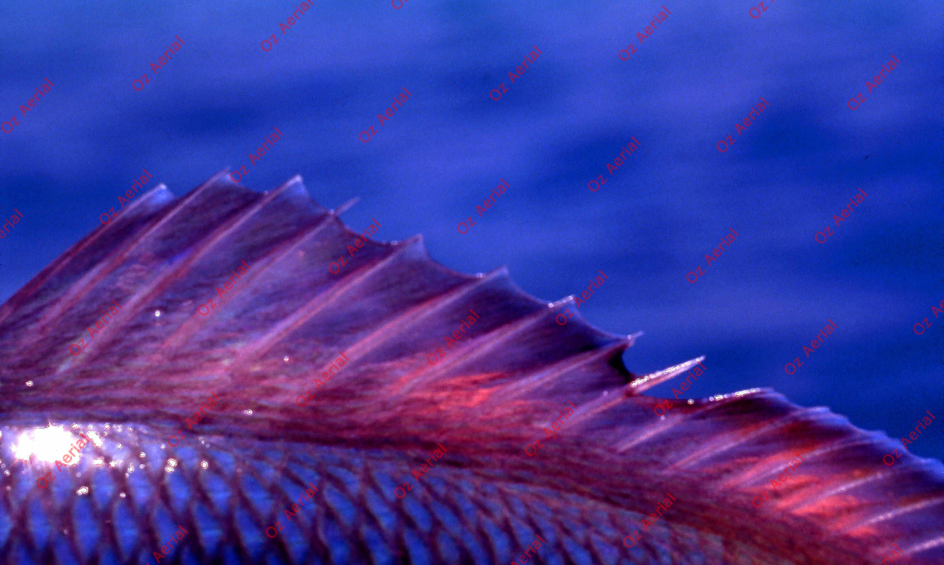 Something Fishy&nbsp;&nbsp;–&nbsp;&nbsp;6095ecfc5ddb1_j90.jpg