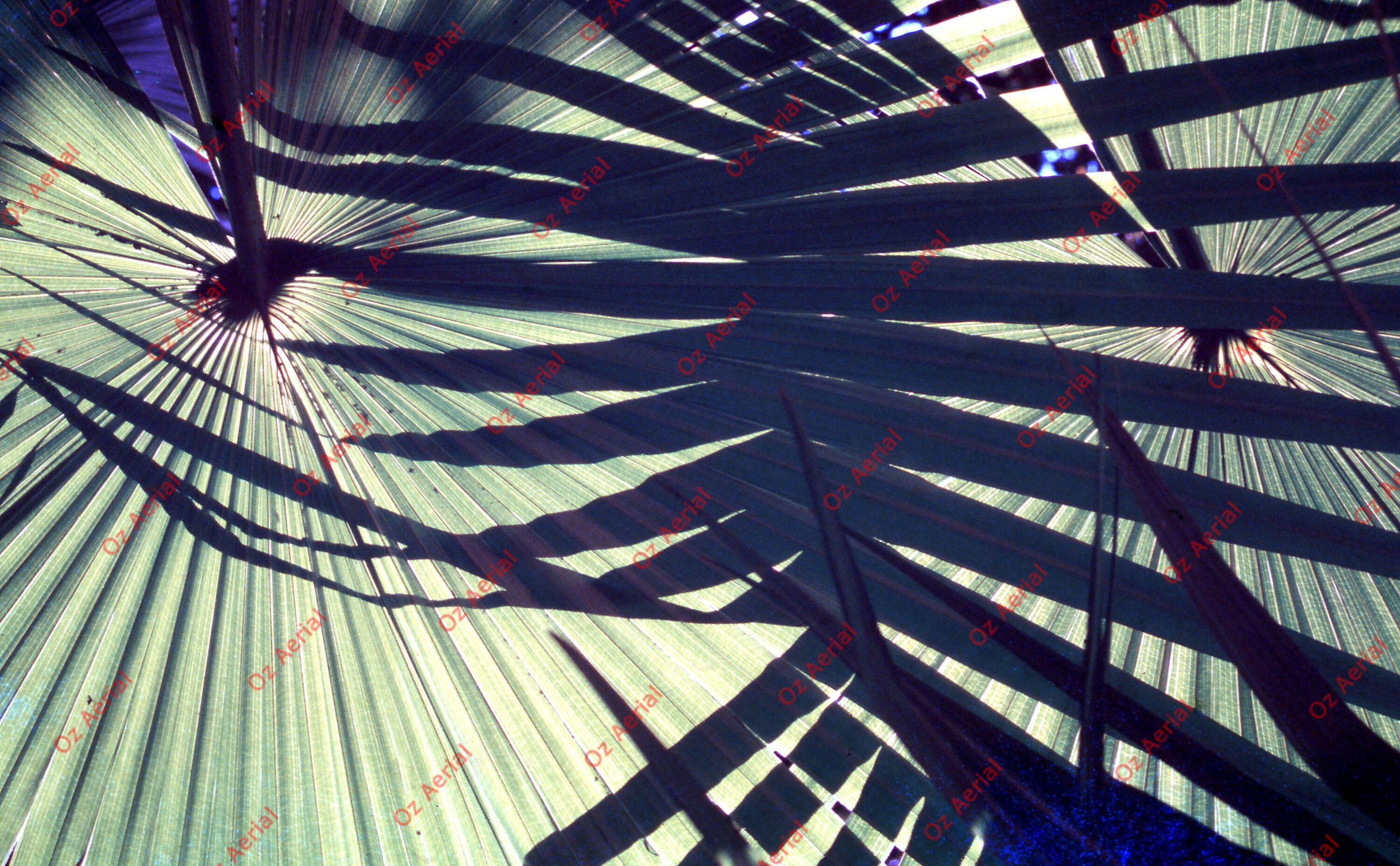 Rainforest to Reef&nbsp;&nbsp;–&nbsp;&nbsp;6095e0a18980e_i27.jpg