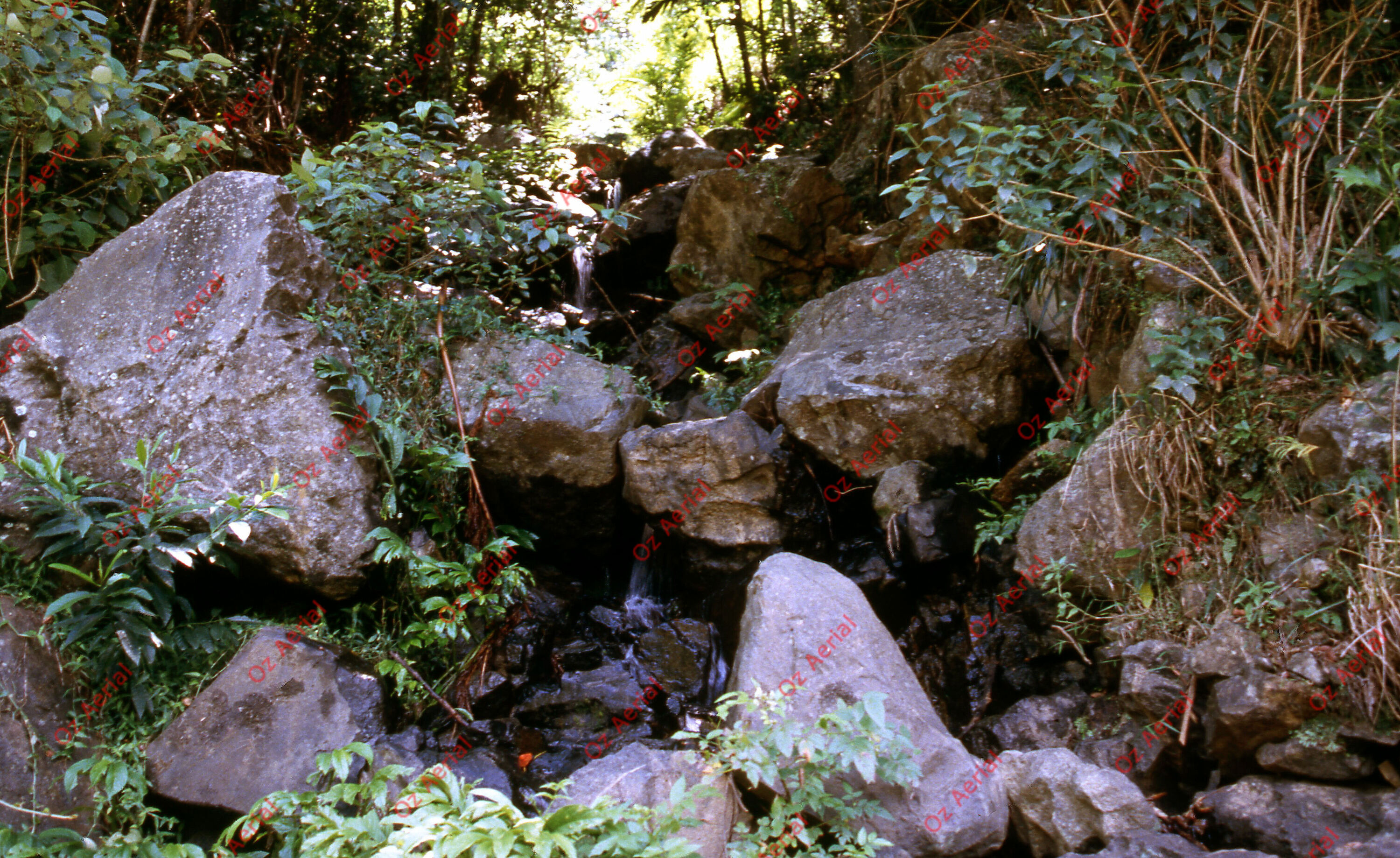 Rainforest to Reef&nbsp;&nbsp;–&nbsp;&nbsp;6095e097ddadb_i21.jpg