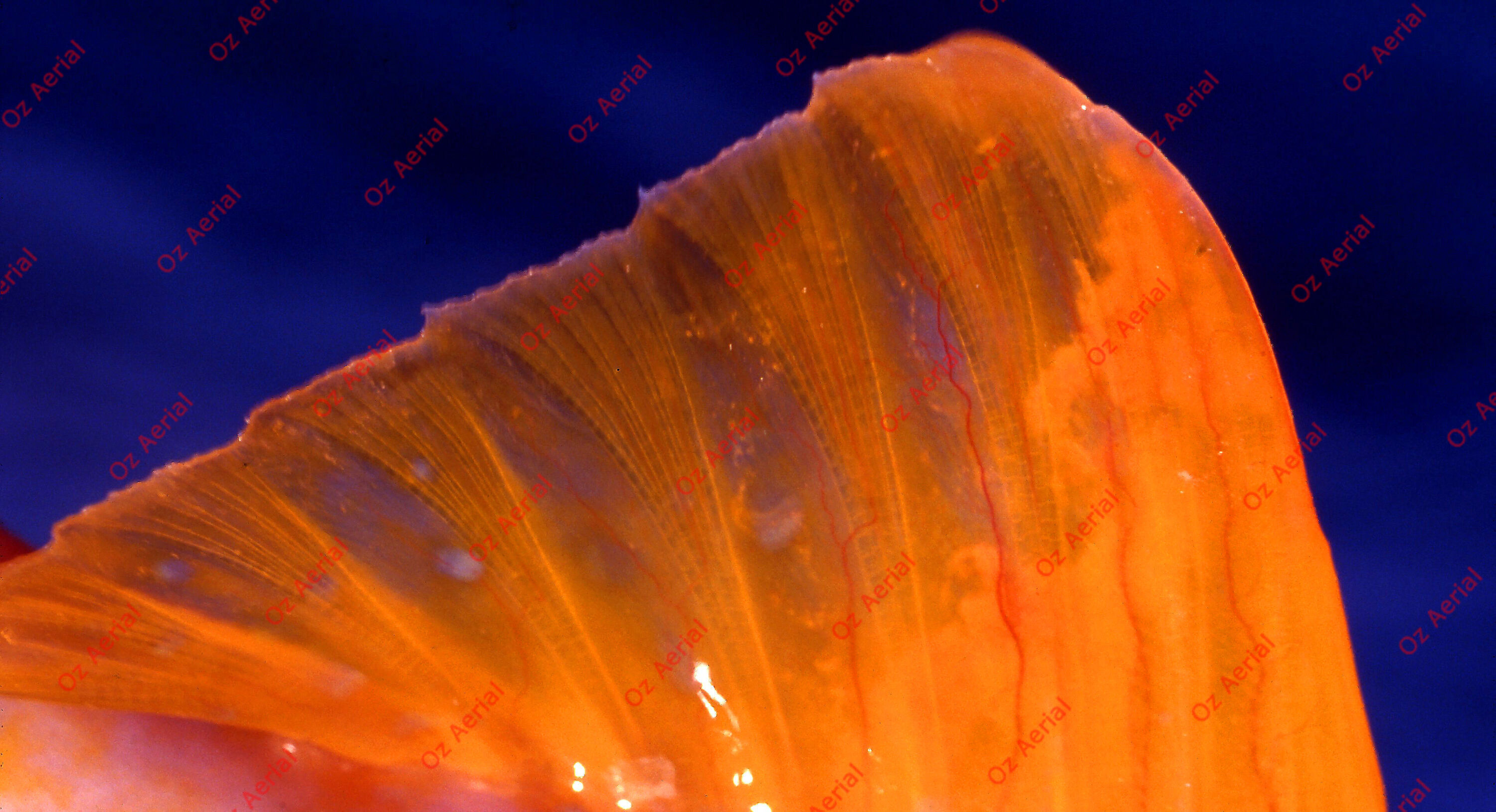 Something Fishy&nbsp;&nbsp;–&nbsp;&nbsp;6095ecca3e348_j35.jpg