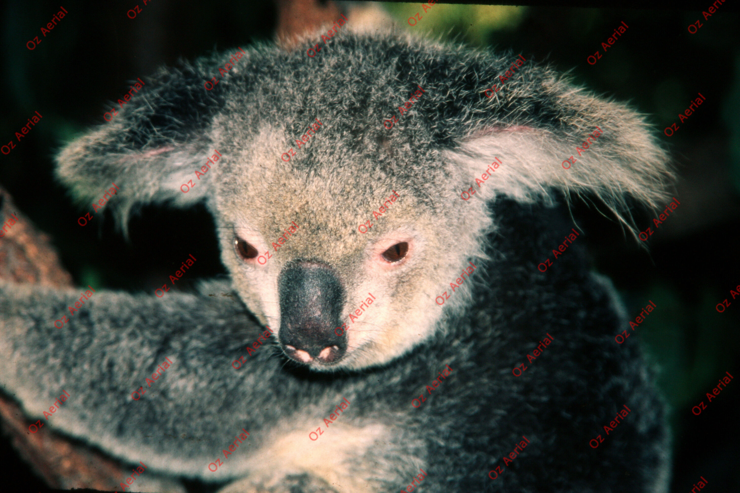 Rainforest to Reef&nbsp;&nbsp;–&nbsp;&nbsp;6095e0b4cd967_i42.JPG