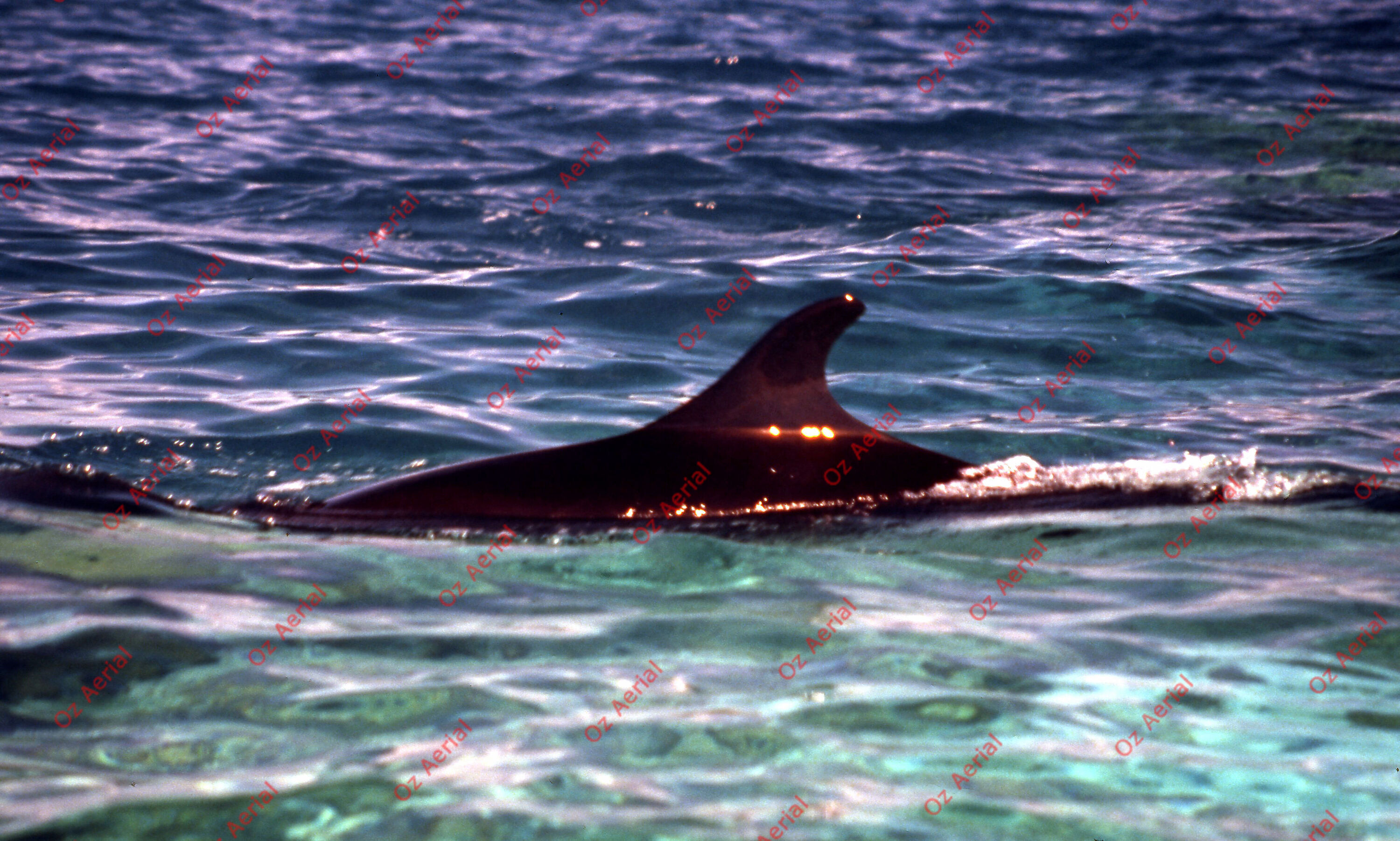 Rainforest to Reef&nbsp;&nbsp;–&nbsp;&nbsp;6095e0ef37150_i97.jpg