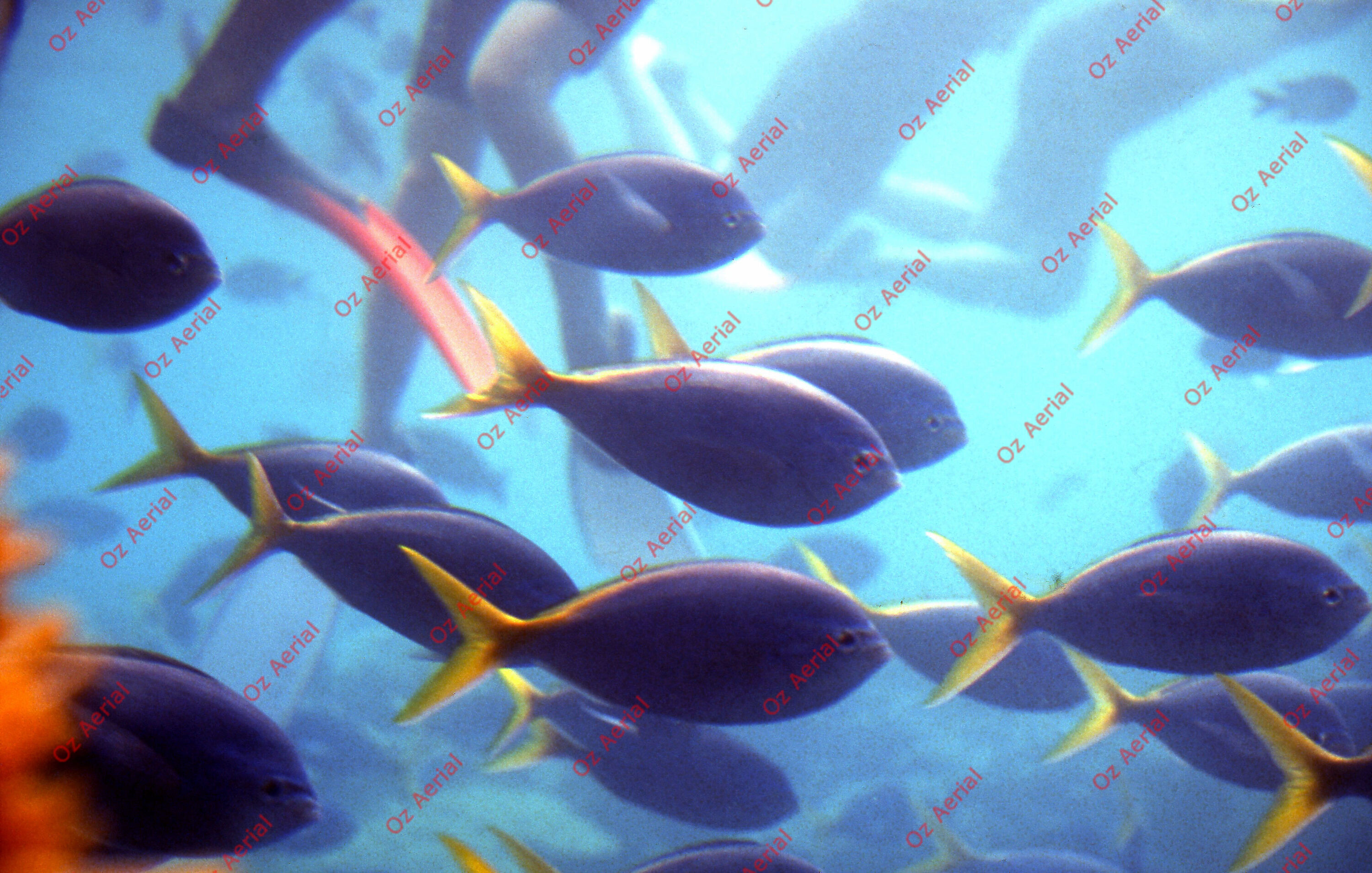 Rainforest to Reef&nbsp;&nbsp;–&nbsp;&nbsp;6095e0df151b5_i81.jpg