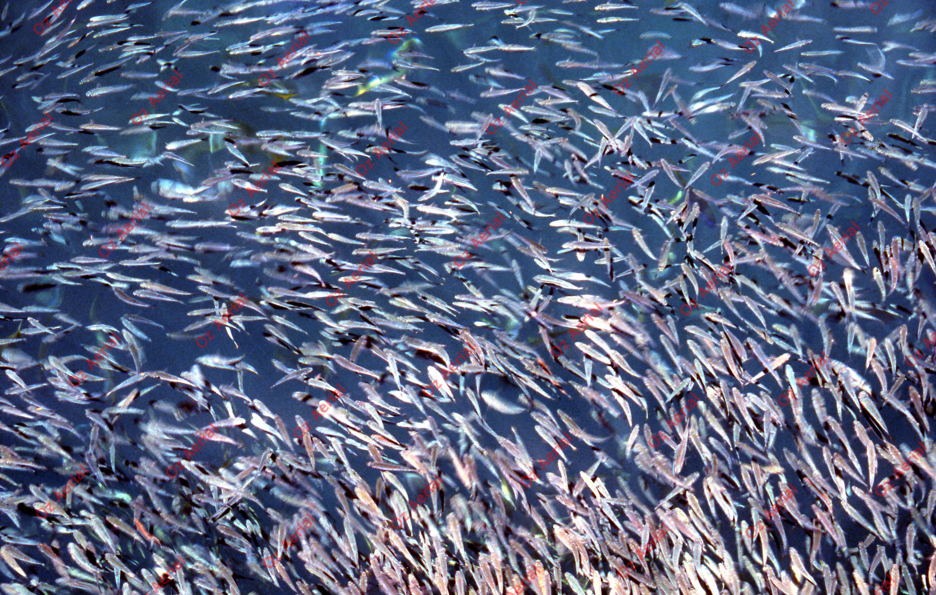 Something Fishy&nbsp;&nbsp;–&nbsp;&nbsp;6095ece6ec52b_j56.jpg