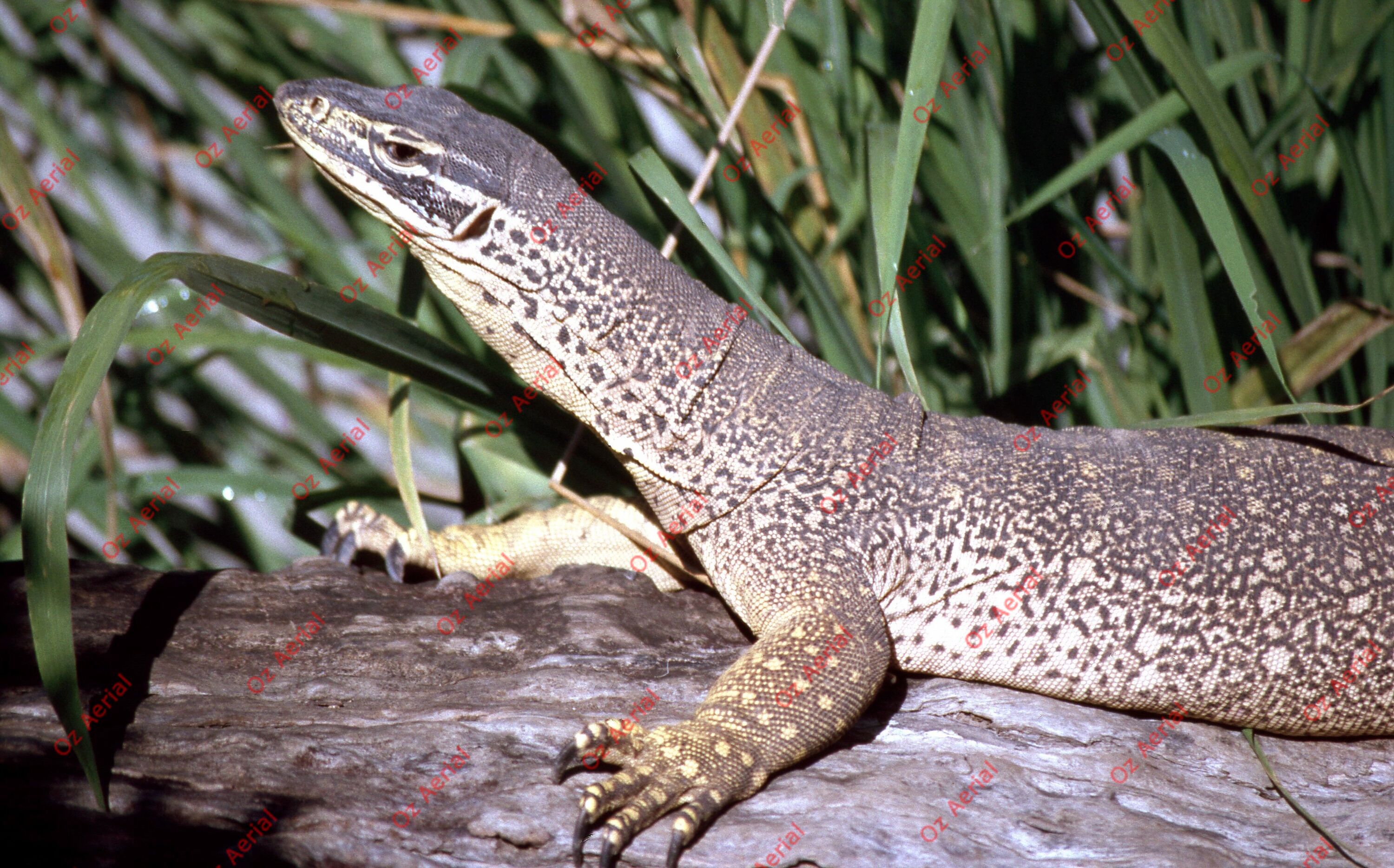 Rainforest to Reef&nbsp;&nbsp;–&nbsp;&nbsp;6095e08ecc355_i12.jpg