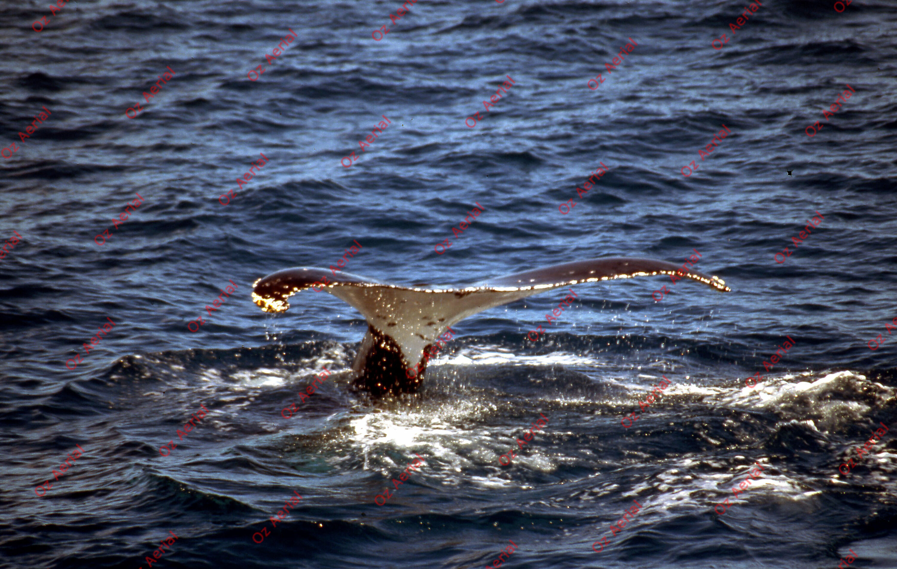 Rainforest to Reef&nbsp;&nbsp;–&nbsp;&nbsp;6095e0cfe5091_i68.jpg