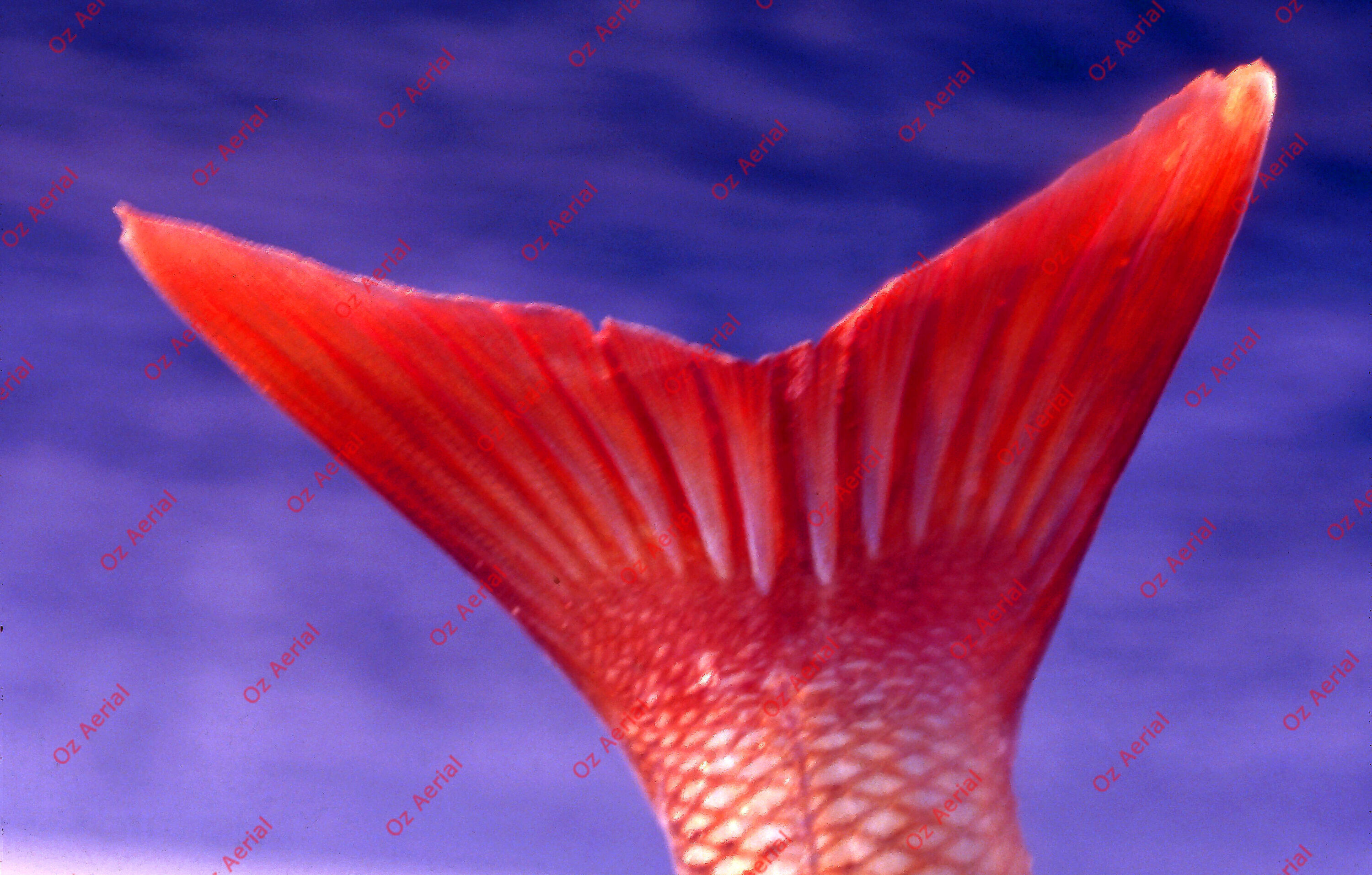 Something Fishy&nbsp;&nbsp;–&nbsp;&nbsp;6095ecda34fab_j48.jpg