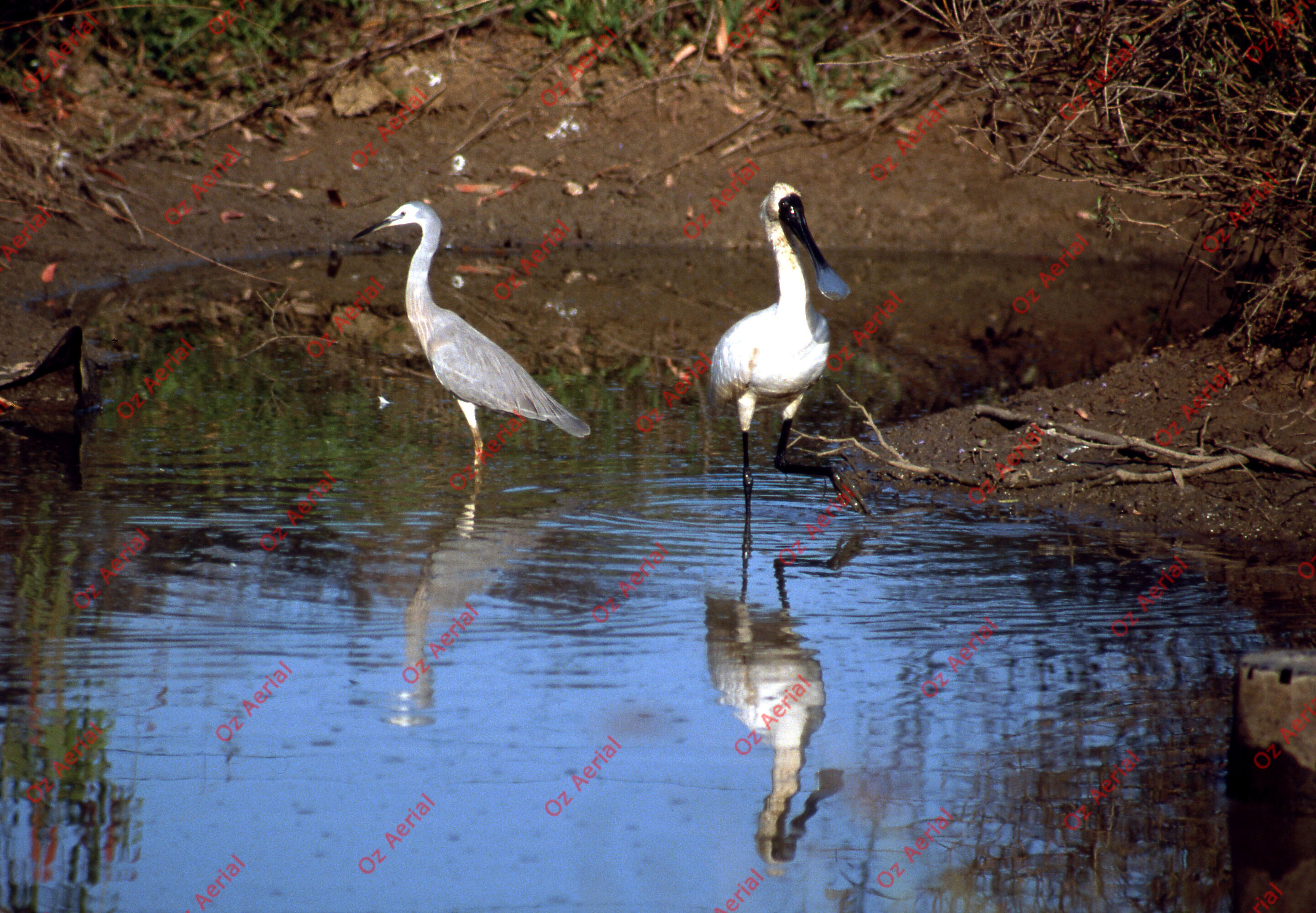 Rainforest to Reef&nbsp;&nbsp;–&nbsp;&nbsp;6095e0a7b5927_i32.jpg