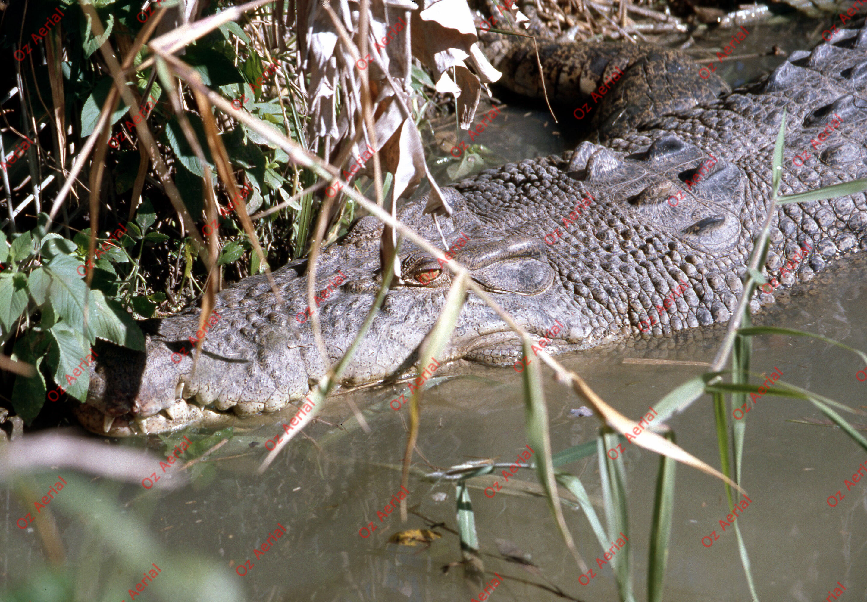 Rainforest to Reef&nbsp;&nbsp;–&nbsp;&nbsp;6095e0aa44713_i34.jpg